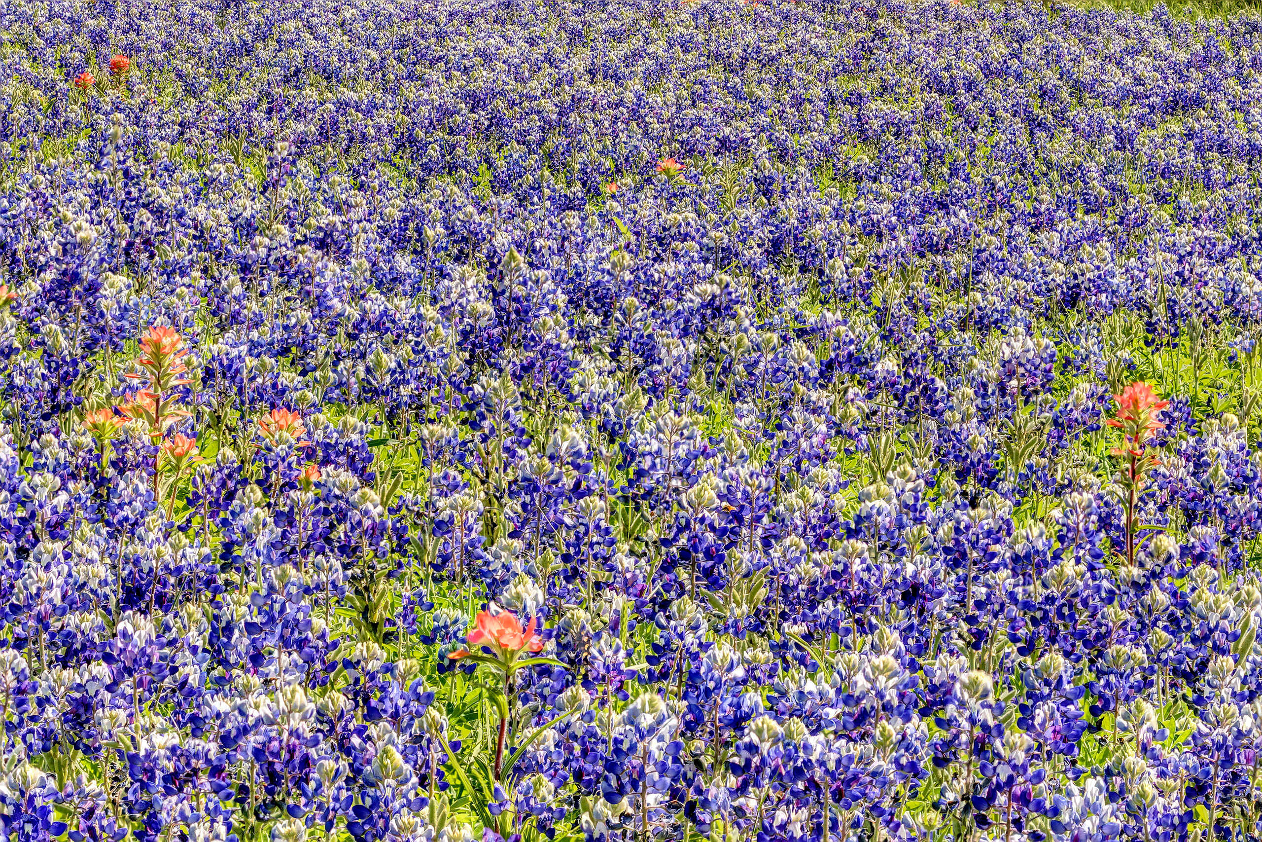 Bluebonnets Aplenty As of 2017, I have yet to find a huge field entirely filled with bluebonnets. I did, however, spot this small but dense field...