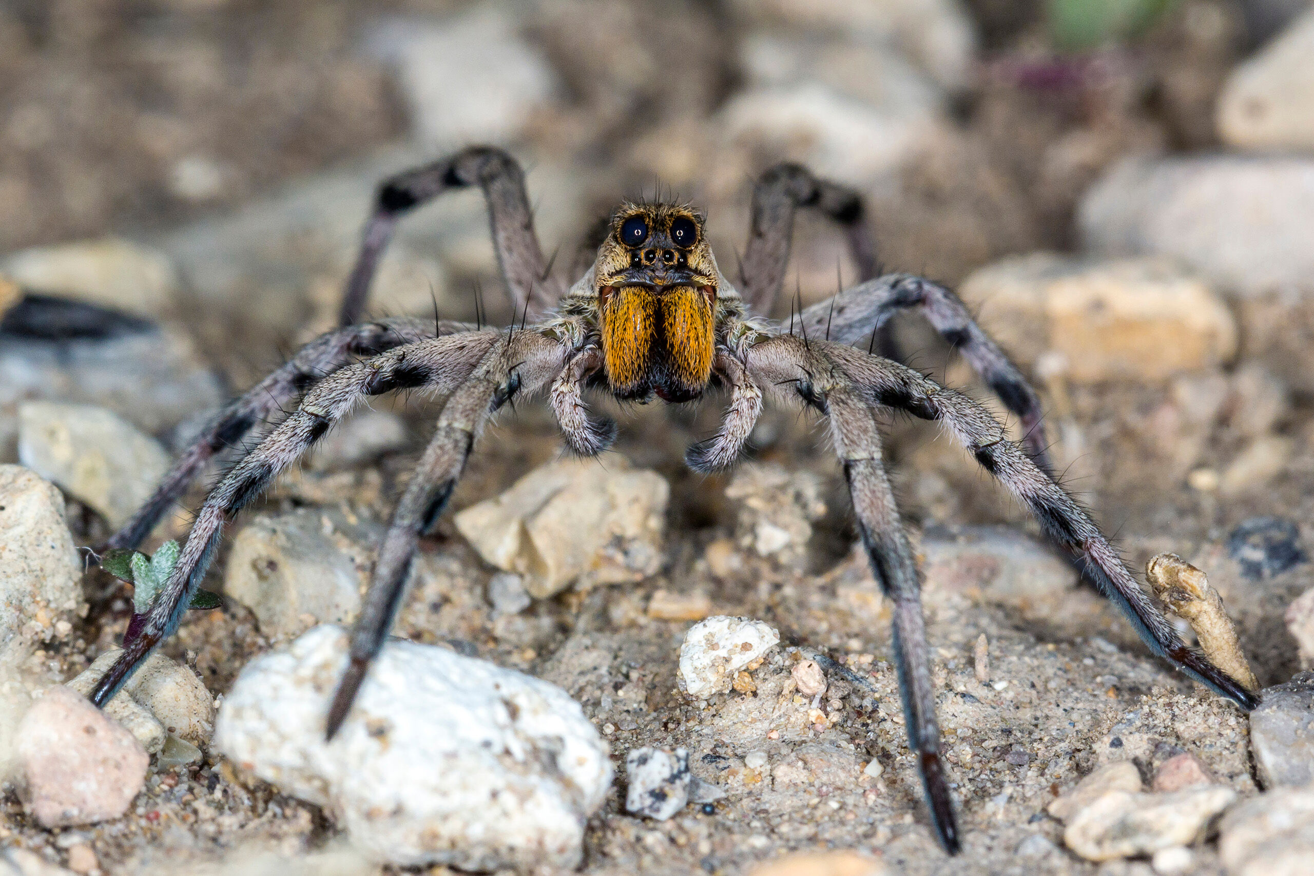 Desert Wolf Spider Perhaps the most distinguishing feature of the wolf spider is the large eyes. I took this photo after finding him in the middle...