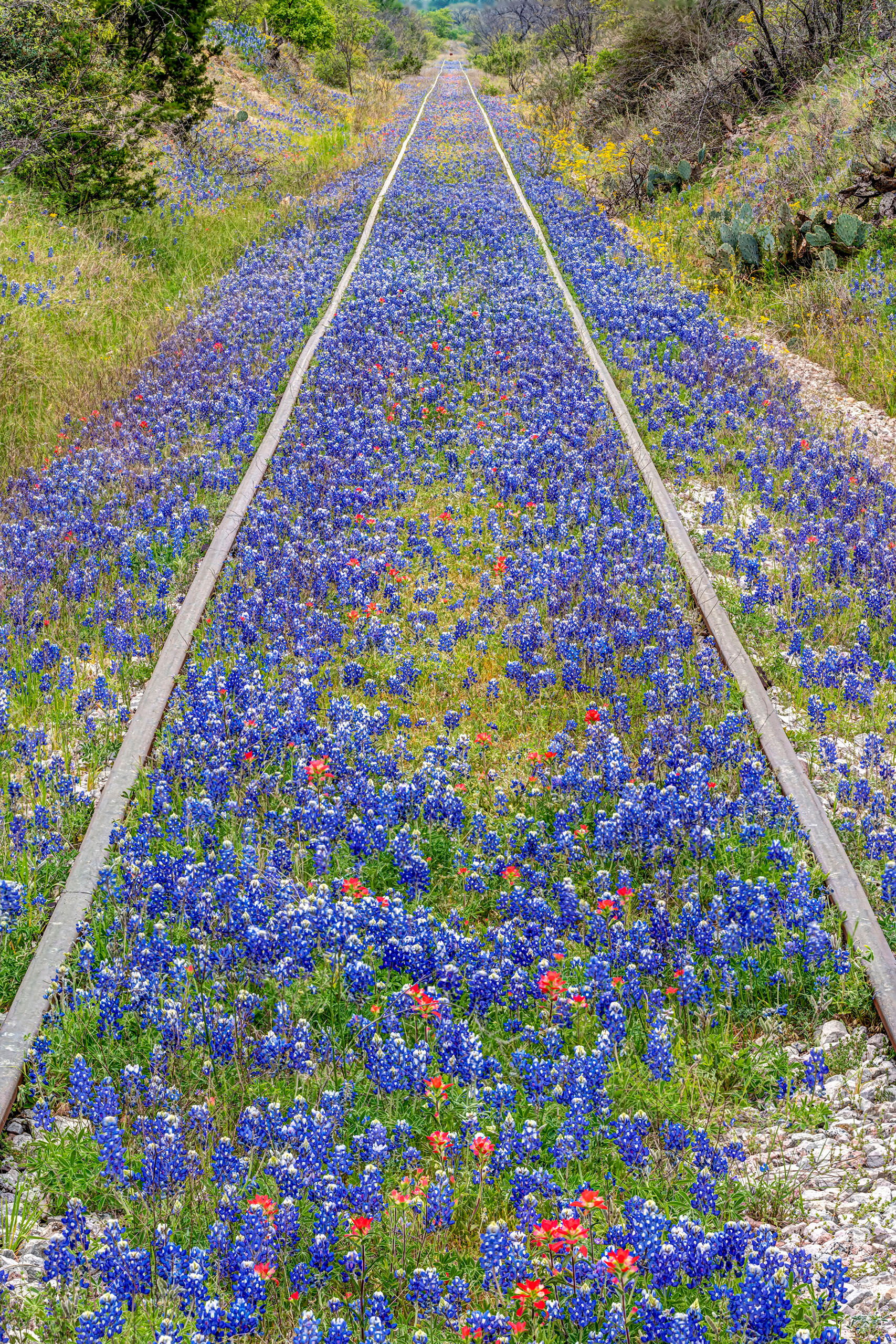 Ever Onward I often find myself in Texas in the spring, and during a good year for bluebonnets – the State Flower – Texas Hill...