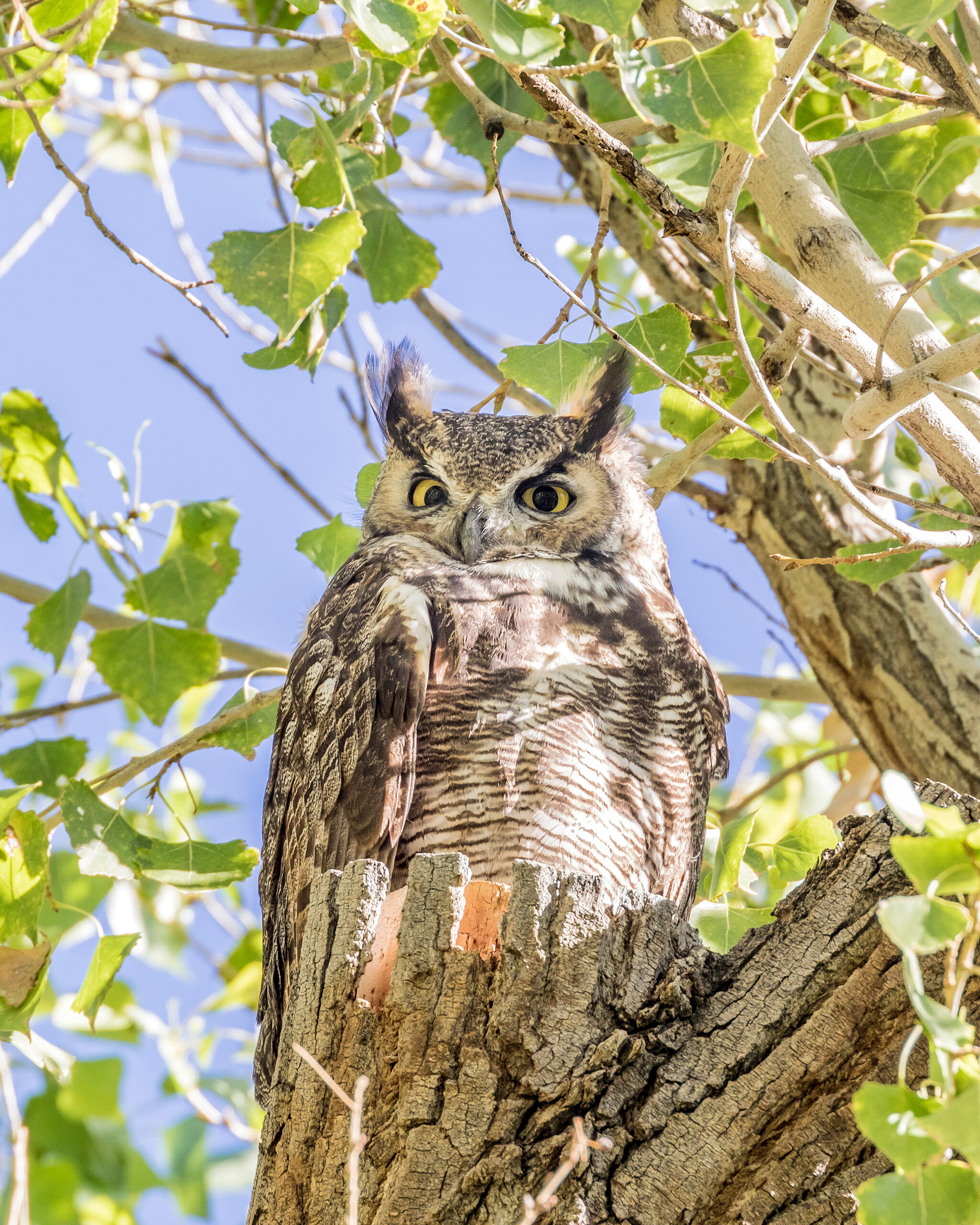 Great Horned Owl I camped at Cottonwood Campground, which abuts the Rio Grande River in Big Bend National Park in southwest Texas in October...