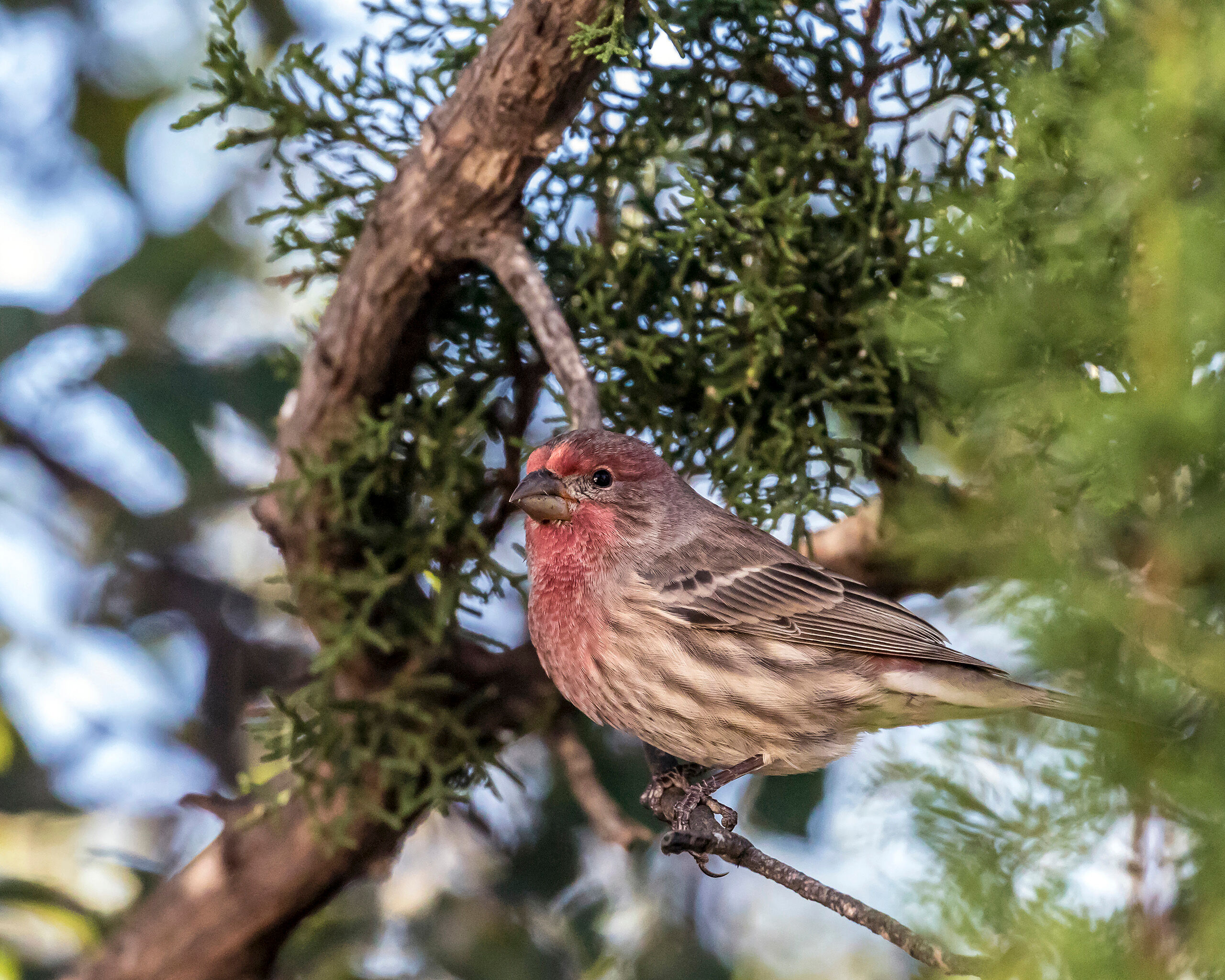House Finch Davis Mountains State Park is a fairly high-elevation (5,000-6,000 feet) park in West Texas. There are several miles of hiking...