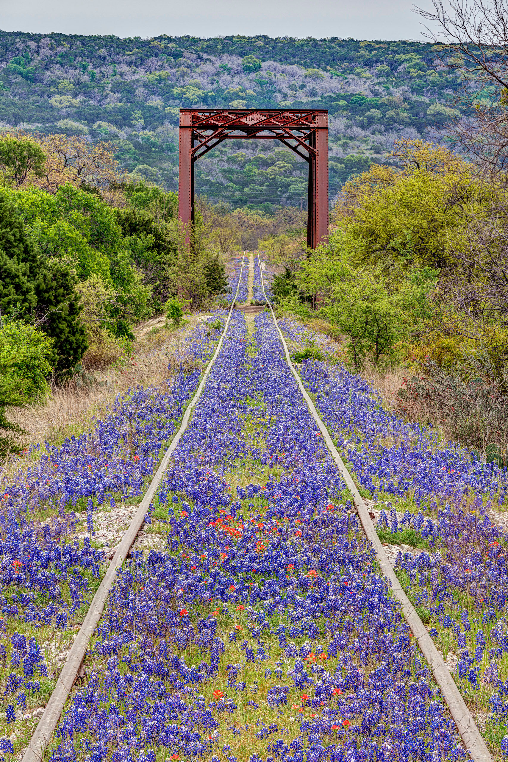 Path to Beauty I often find myself in Texas in the spring, and during a good year for bluebonnets – the State Flower – Texas Hill...