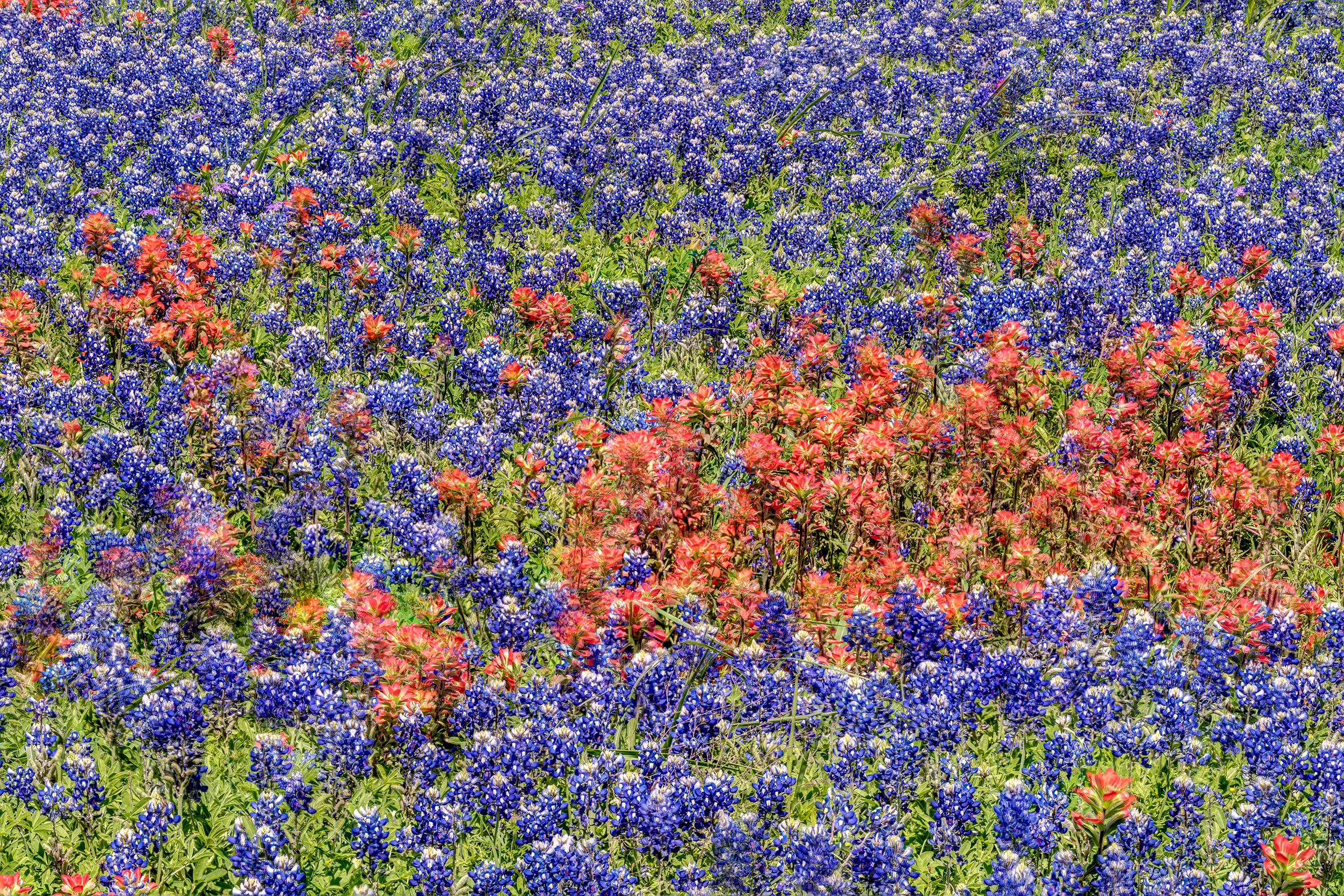 Red and Blue Entire fields in Texas erupt into blue, purple and red masterpieces in late March and early April, as the bluebonnets and Indian...