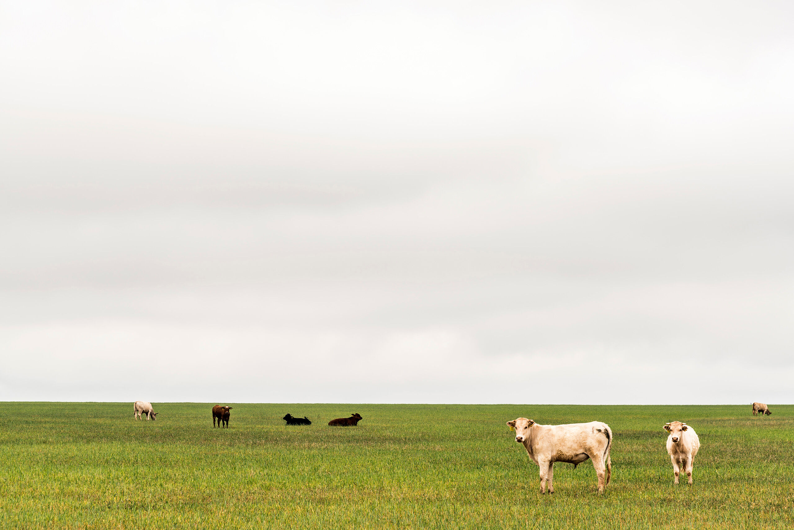 Texas Farmland I took this shot in Nowhereseville, Texas. That isn't a real place, by the way. I was driving through the state en route to an...