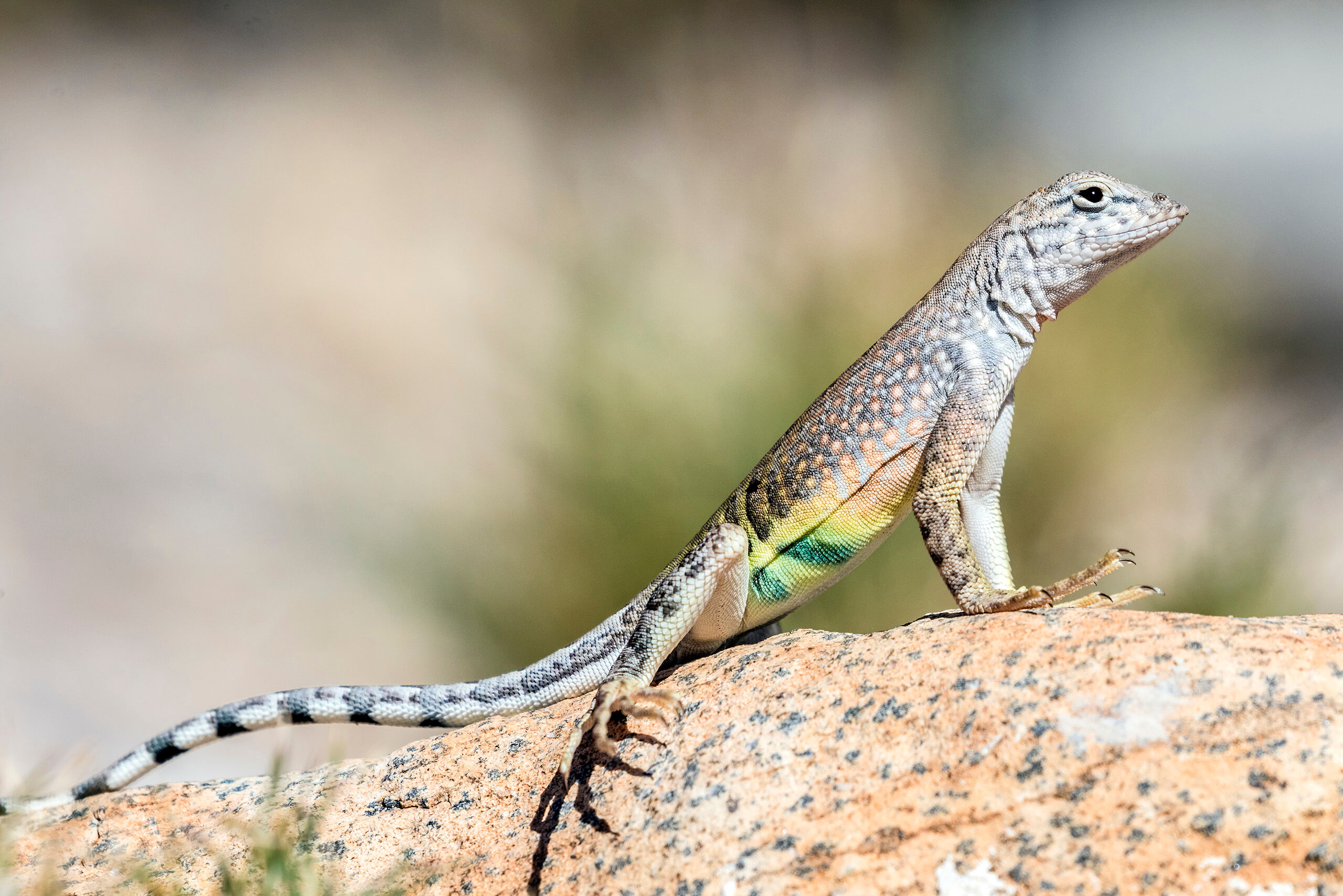 Western Zebra-Tailed Lizard There are many types of lizards in the American Southwest. This particular guy is a Western Zebra-Tailed Lizard, and I took...