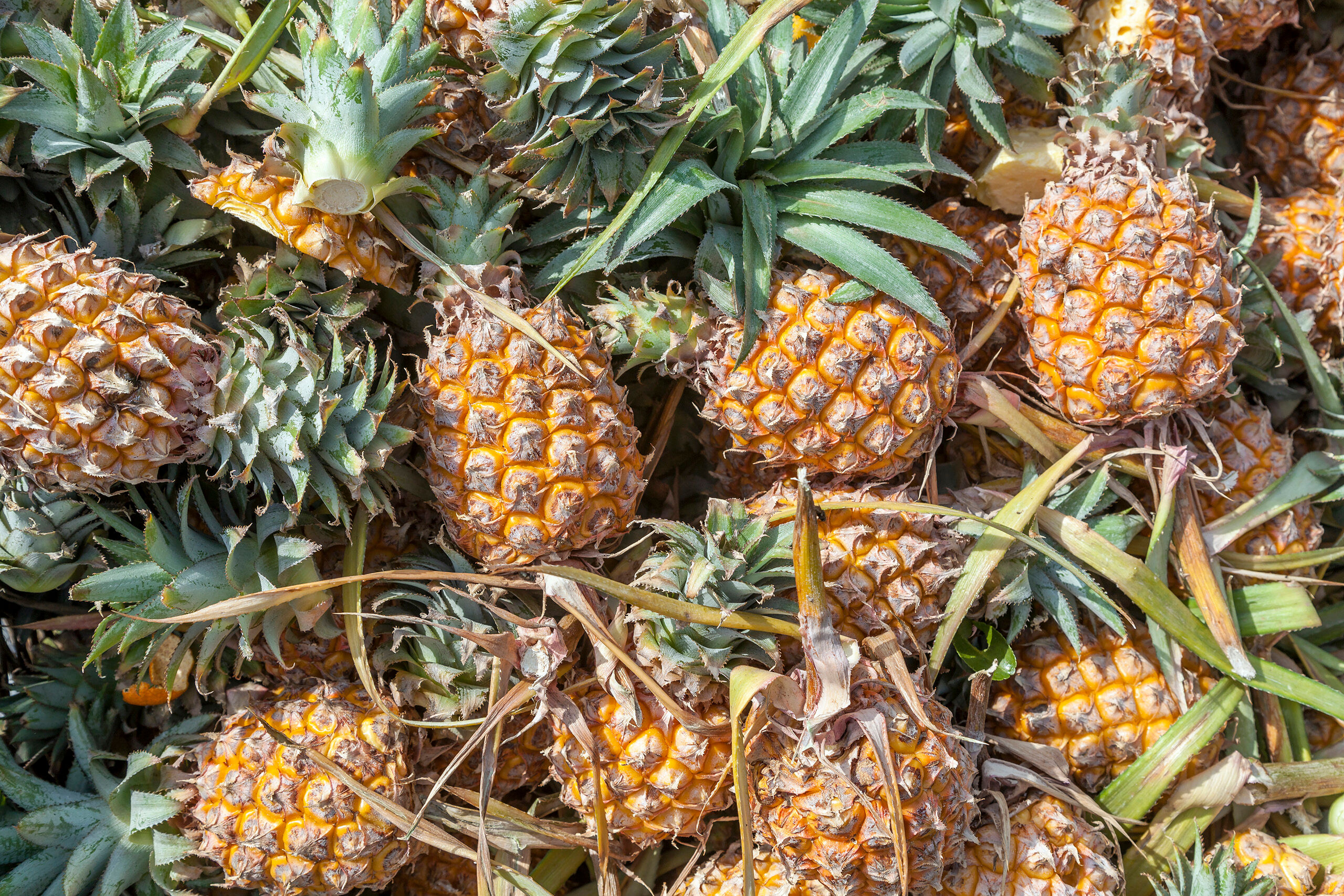 Pineapples Bangkok is a great city. It has the hustle and bustle of many large cities of similar size, but also has quiet, peaceful temples...