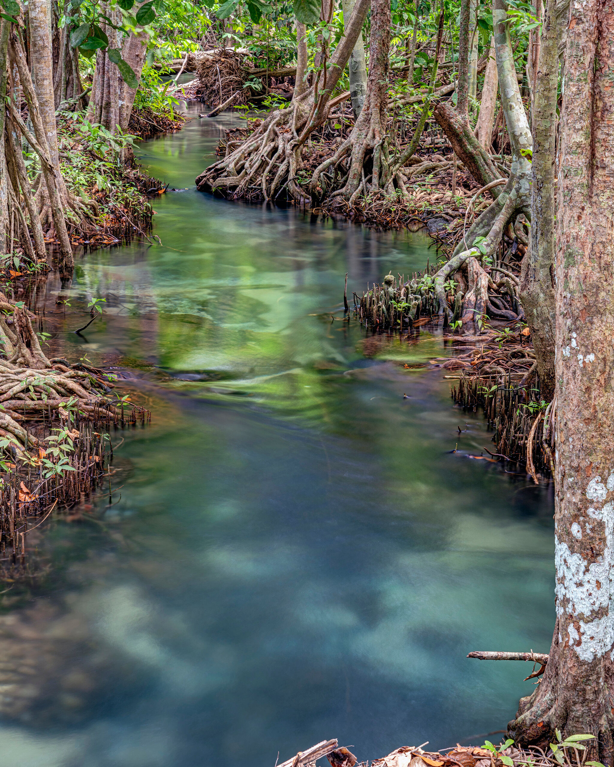 Tha Pom Khlong Song Nam 1 The oceans aren't the only clear water in and around Thailand. Tha Pom Khlong Song Nam is a nature reserve near Krabi, in southern...