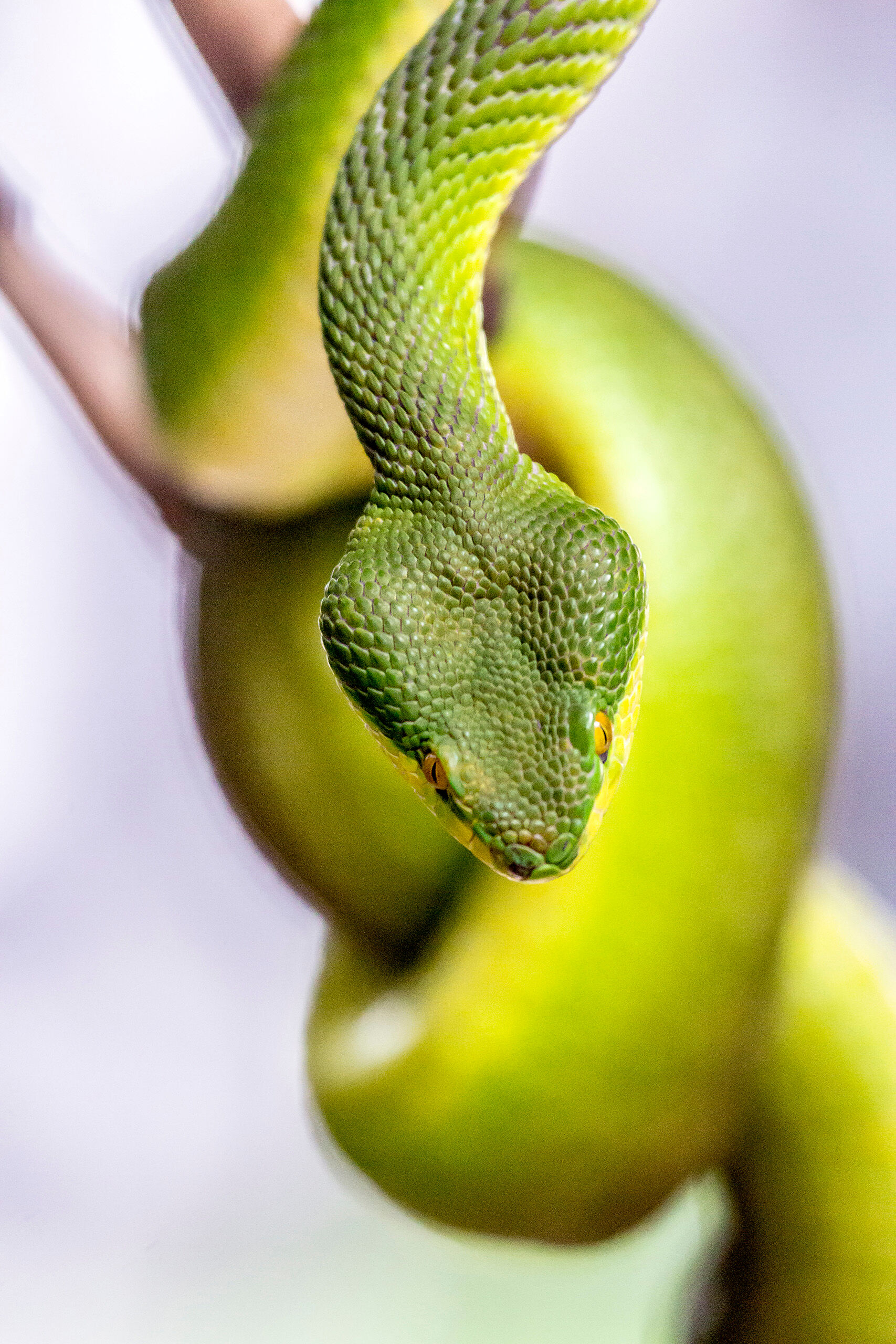 White-Lipped Tree Viper Although I wasn't a professional photographer when I visited the Queen Saovabha Memorial Institute in 2012, I certainly looked...