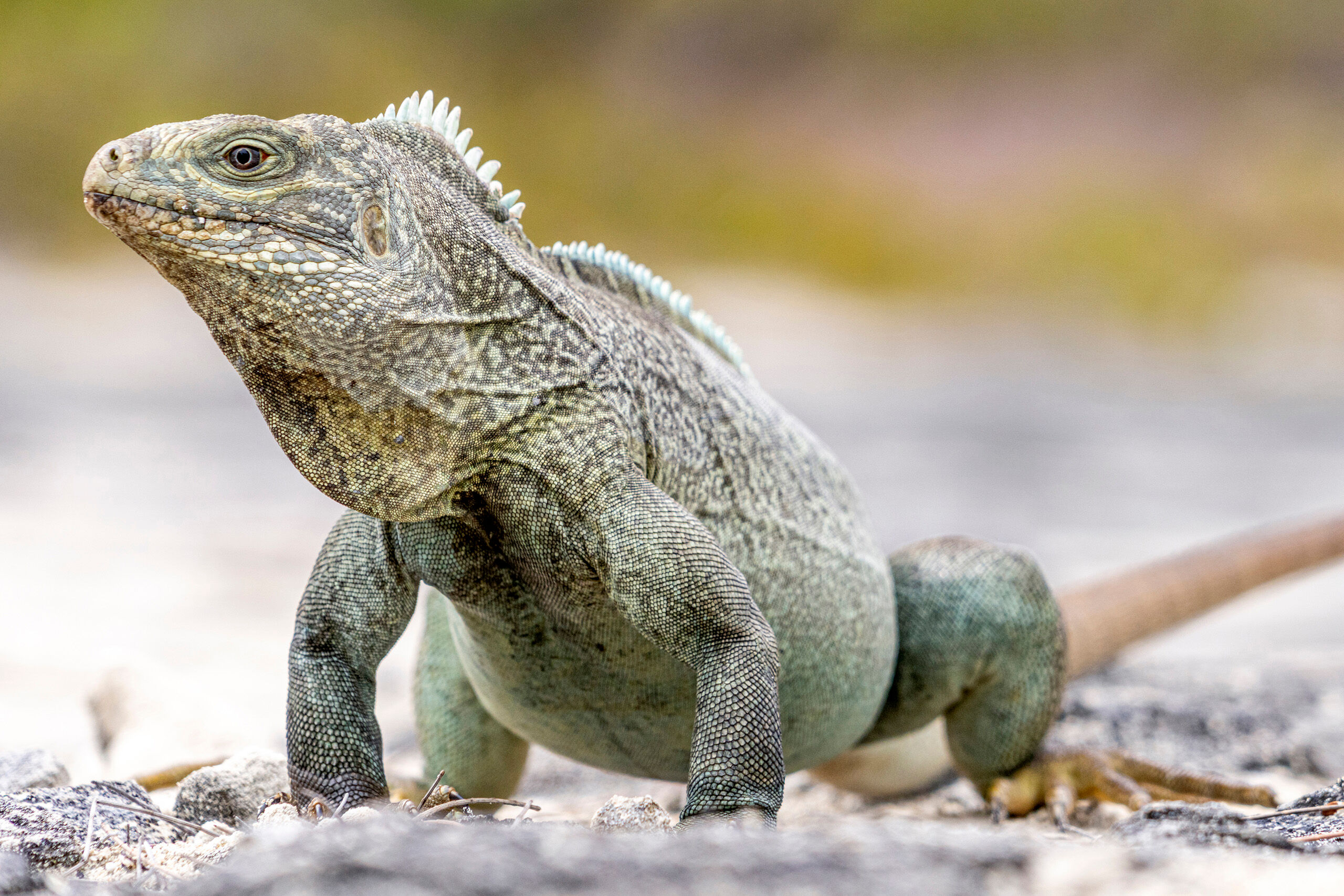 Godzilla The highlight of visiting the Turks and Caicos Islands, roughly 600 miles southeast of Miami, is the beaches. There's some wildlife...