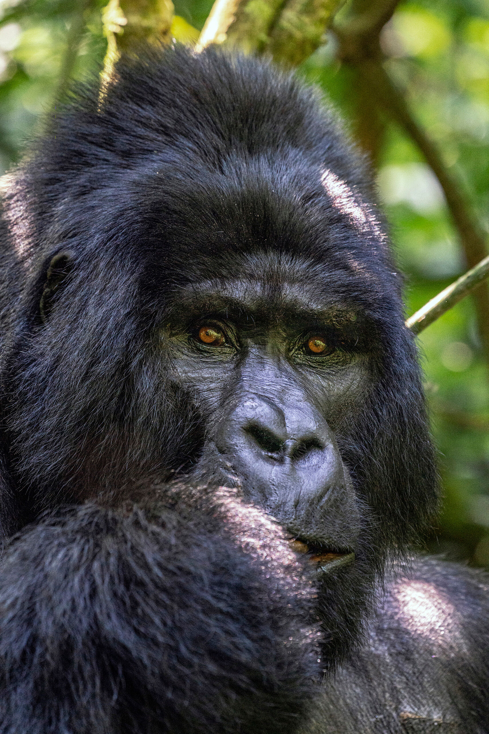 Alpha There are only around 1,000 mountain gorillas remaining on the planet (as of 2020), and roughly half of them live in Uganda....