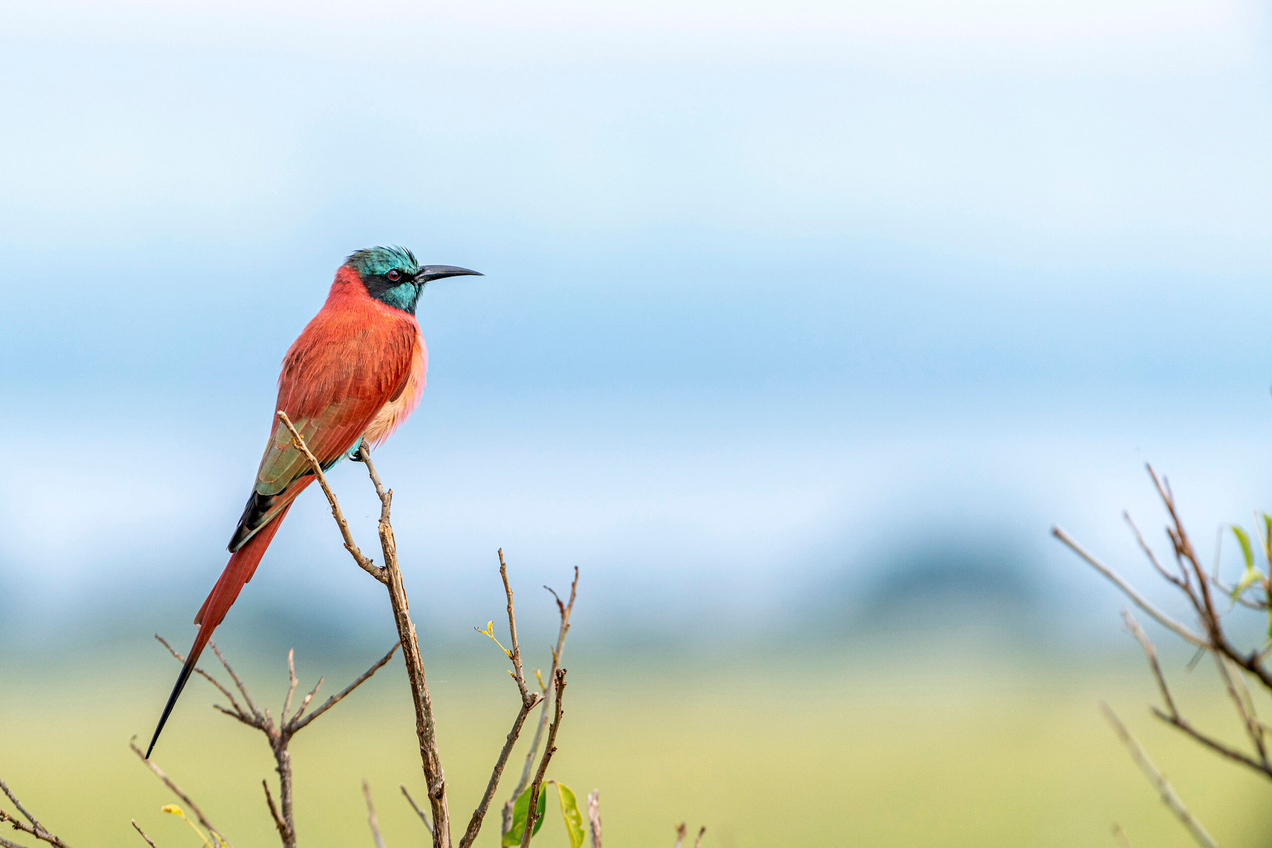 Bee-Eater There's no shortage of beautiful, colorful birds in Africa, but they can be difficult to photograph. I was lucky enough to get...