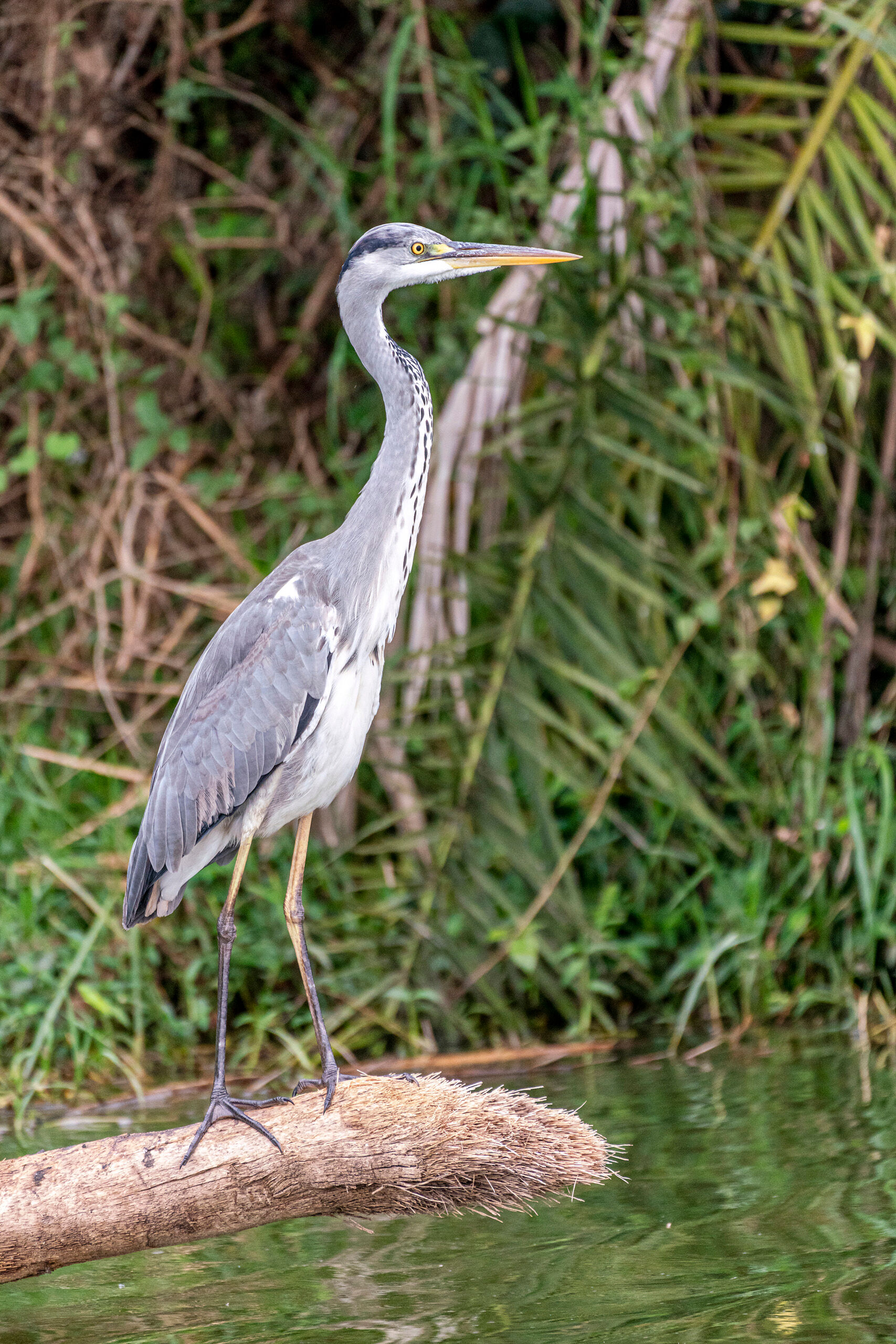 Black-Headed Heron Cranes and herons have to be some of the most successful animals on the planet, in terms of habitats they're able to survive...