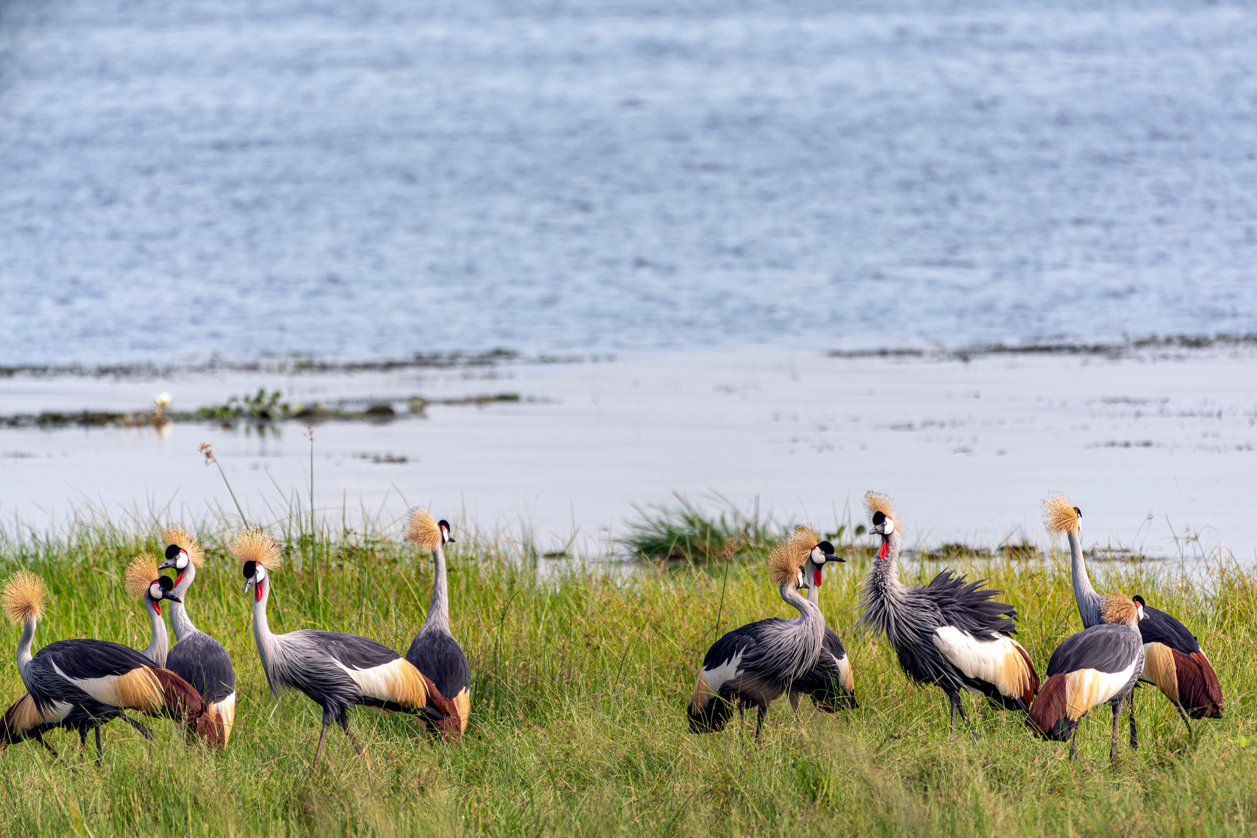 Lakeside Cranes The gray crowned crane is the national bird of Uganda, which is, fittingly, where I photographed these guys. Standing roughly...