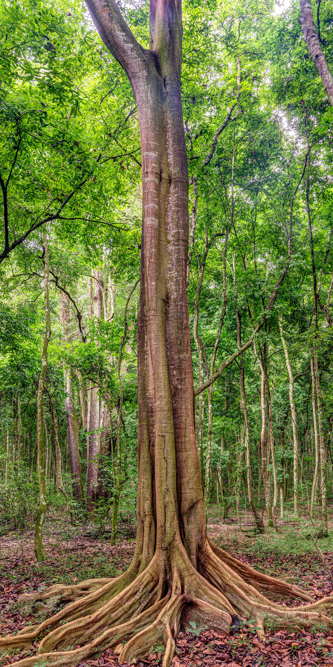 Mahogany I spent a few days in Queen Elizabeth National Park in western Uganda in the summer of 2019. The landscape of the park was diverse...