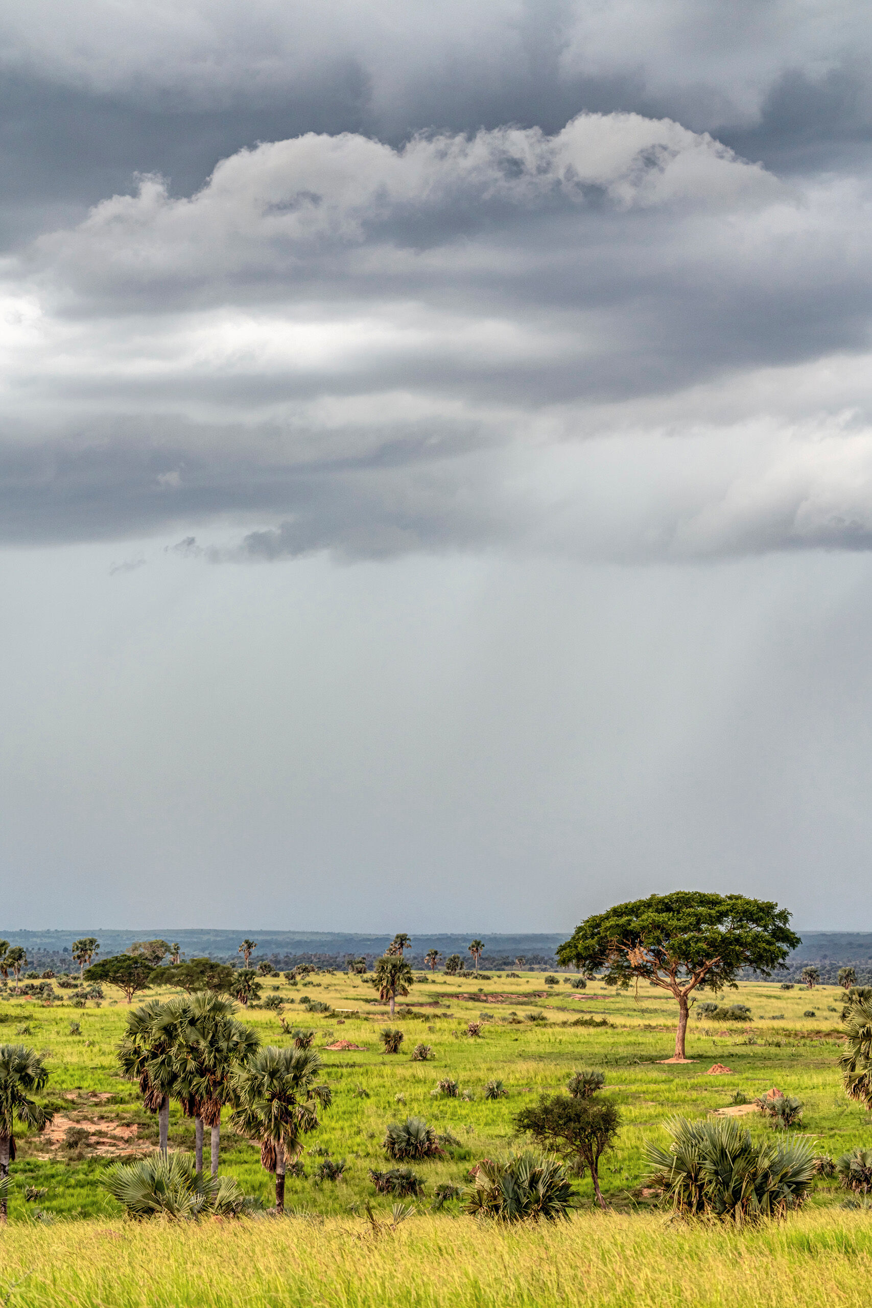 Murchison Falls Landscape Although lesser-known (and less popular) than Tanzania's Serengeti, or Kenya's Masai Mara, Uganda's Murchison Falls National...