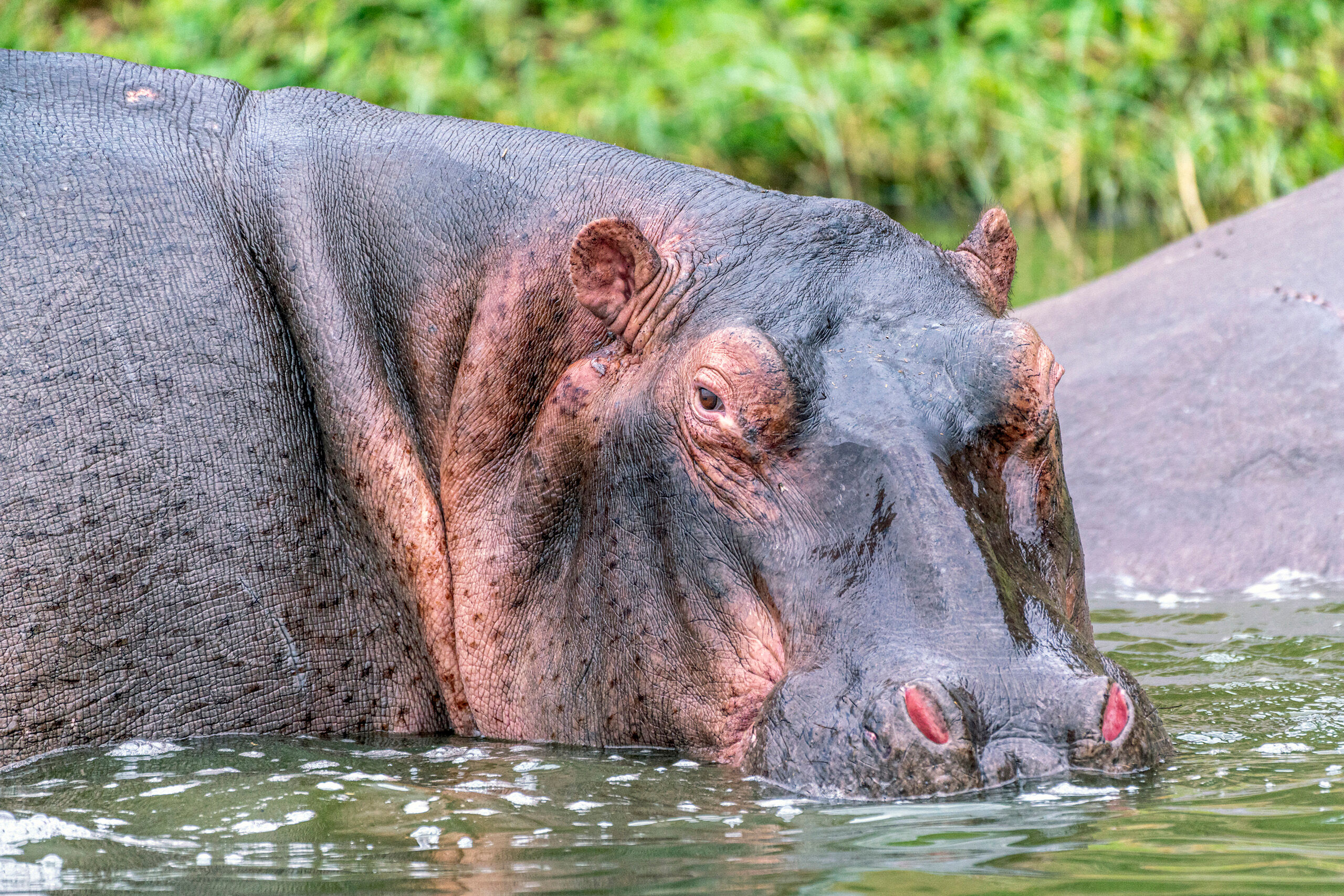 River Horse When people think of big, scary animals in Africa, things like lions, leopards, and rhinos come immediately to mind. What some...