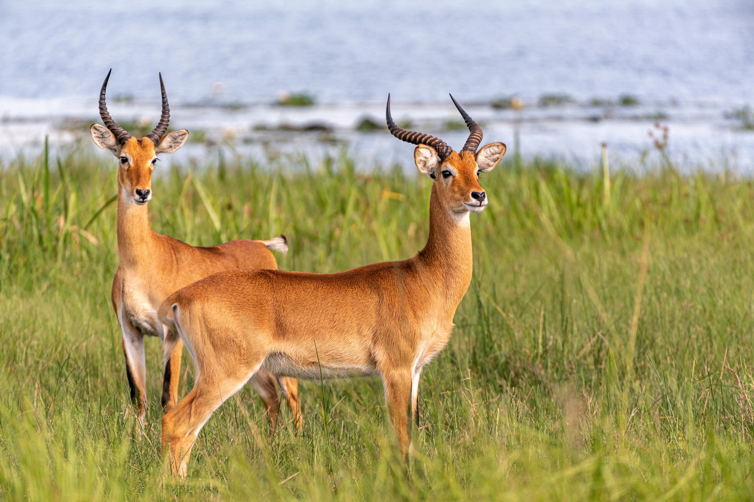 Ugandan Kobs The Ugandan Kob is a type of antelope that lives in sub-Saharan Africa. I photographed these kobs in Uganda's Murchison Falls...