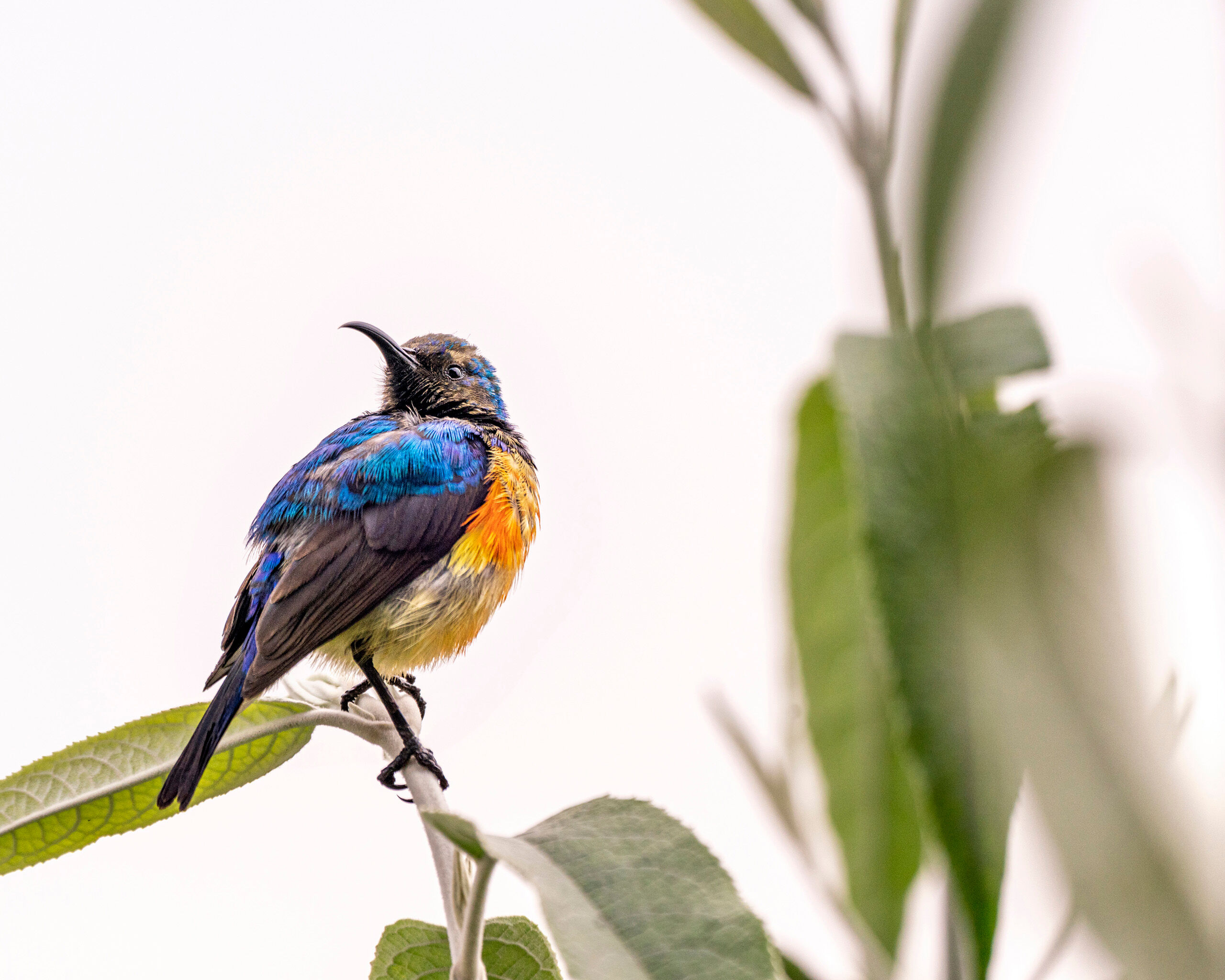 Variable Sunbird Spending some time with a group of mountain gorillas should be the highlight of anyone's visit to Uganda's Bwindi Impenetrable...