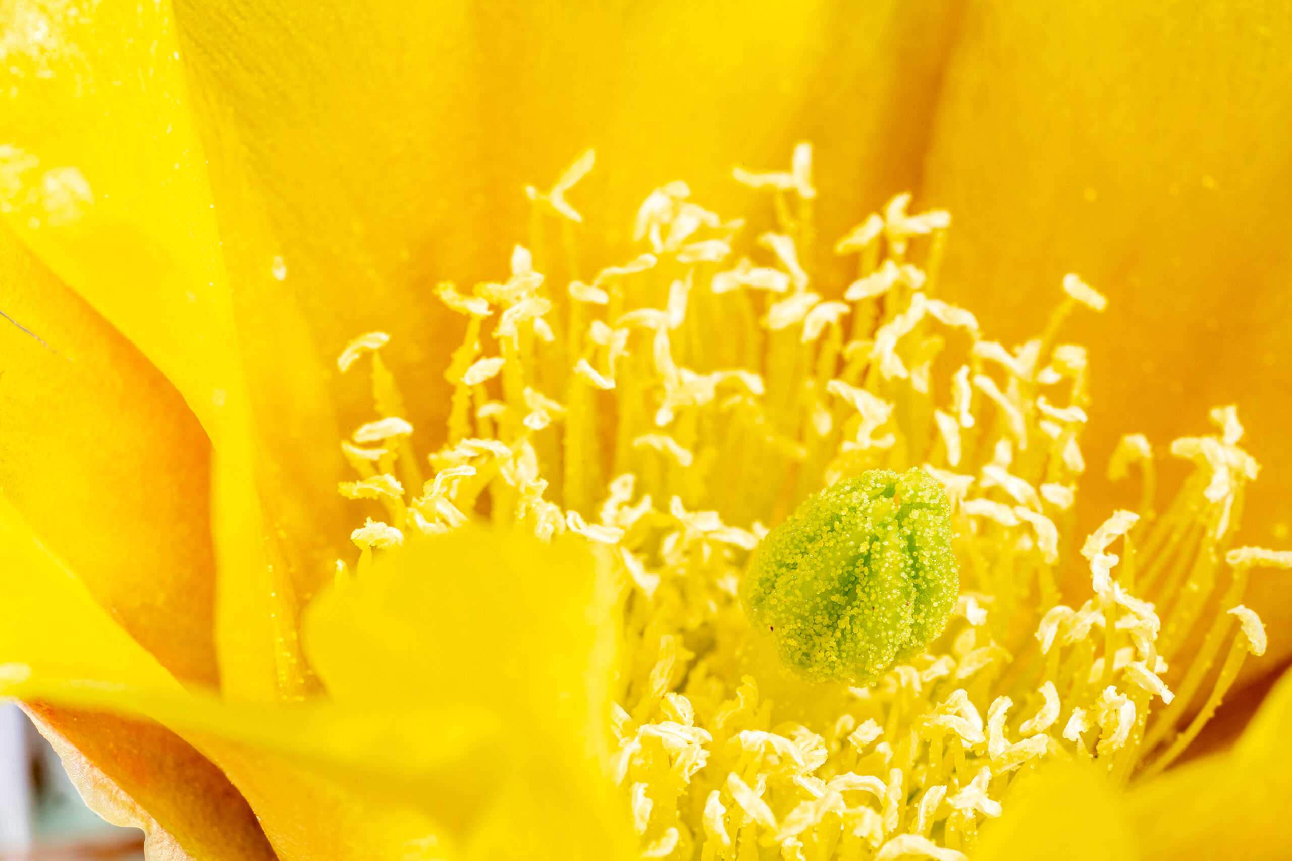 Blooming Cactus Macro photography can be a lot of fun. Walking around with a macro lens makes one think about his or her surroundings in a different...