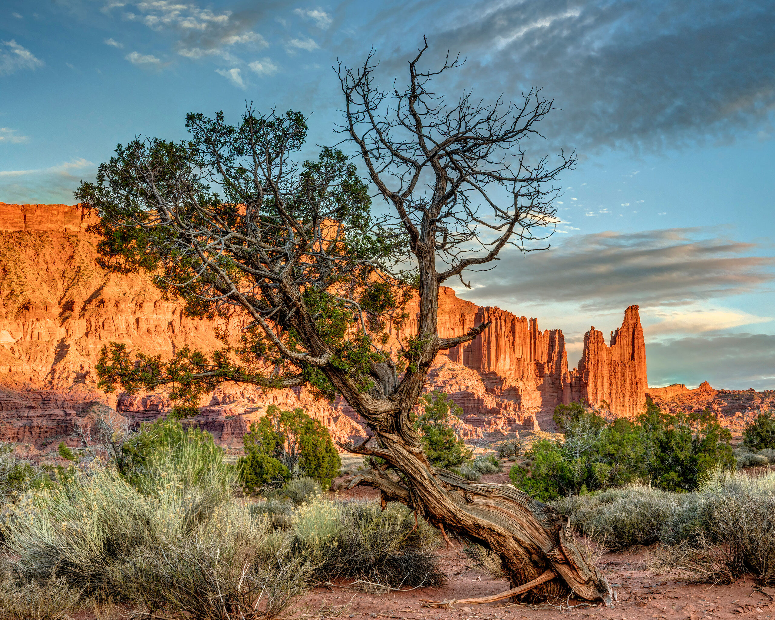 Gnarled Desert Tree at Sunset Moab, in eastern Utah, is in one of the prettiest places I've ever seen. Both Arches and Canyonlands National Parks are within...
