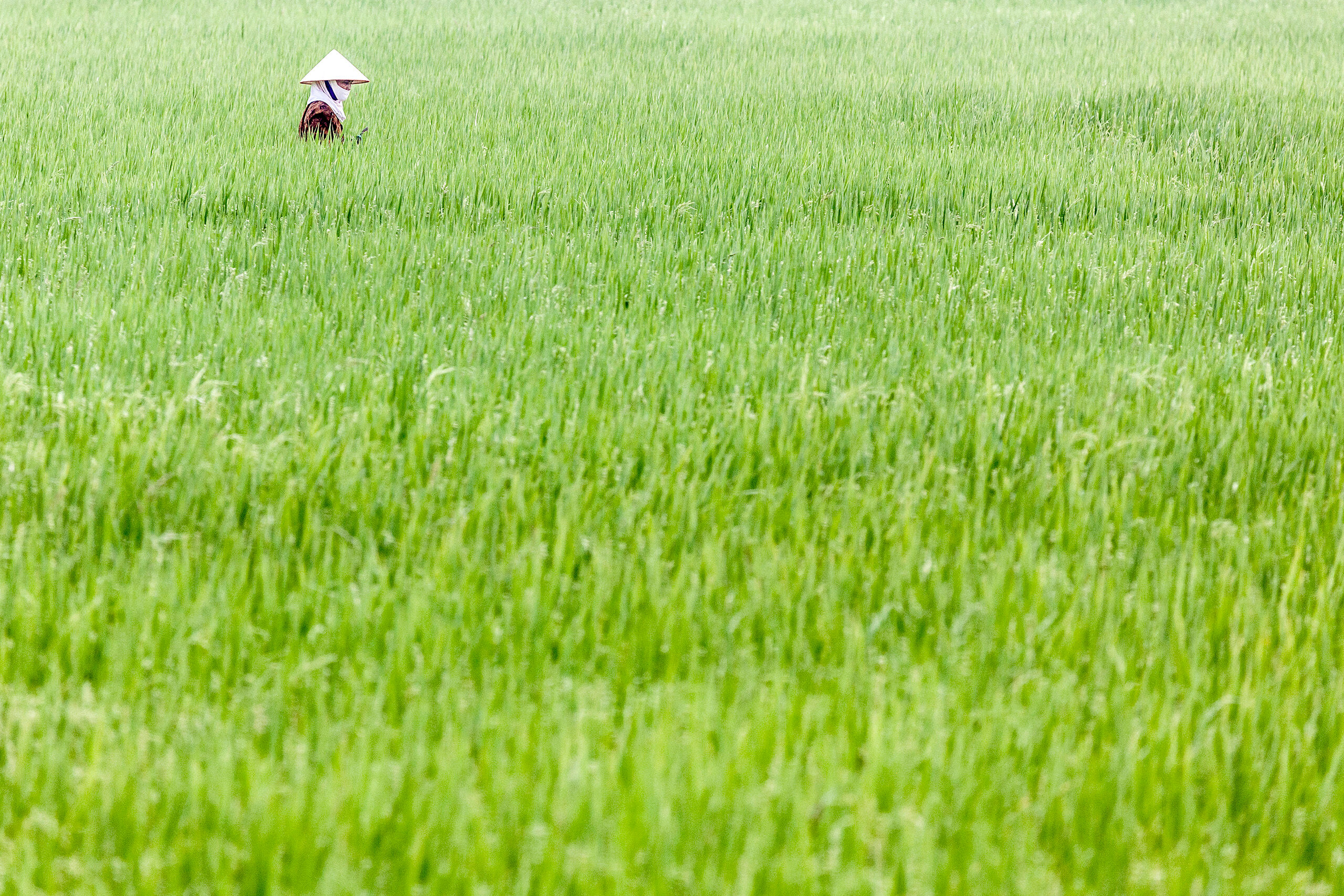 Vietnam When I think of east and southeast Asia, this is the photo that comes to mind. A solitary worker in a rice paddy.