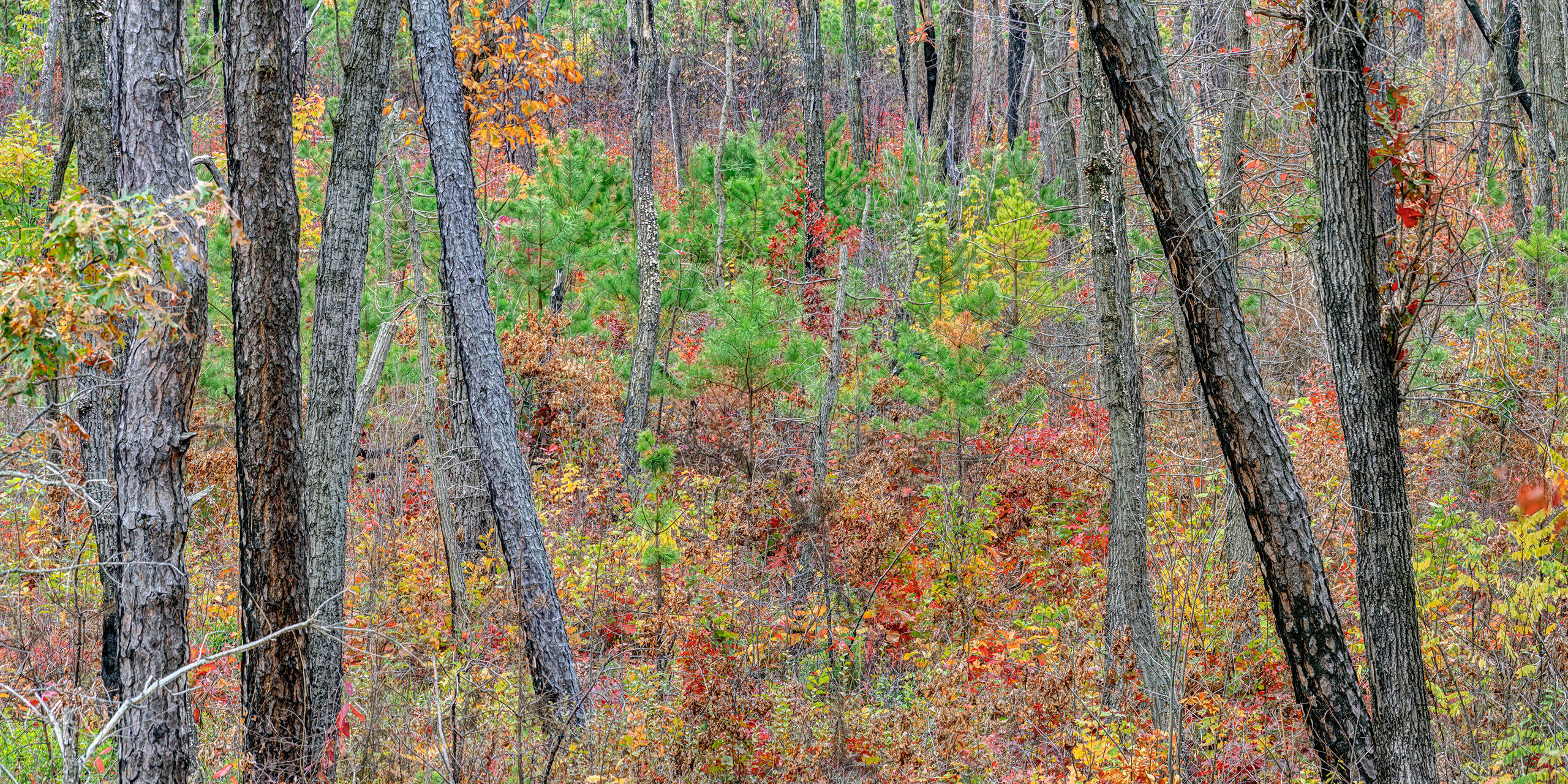 Fall in GWJNF Panorama I was driving to visit my parents in Virginia in the fall of 2025, and my route rook me near George Washington and Jefferson...