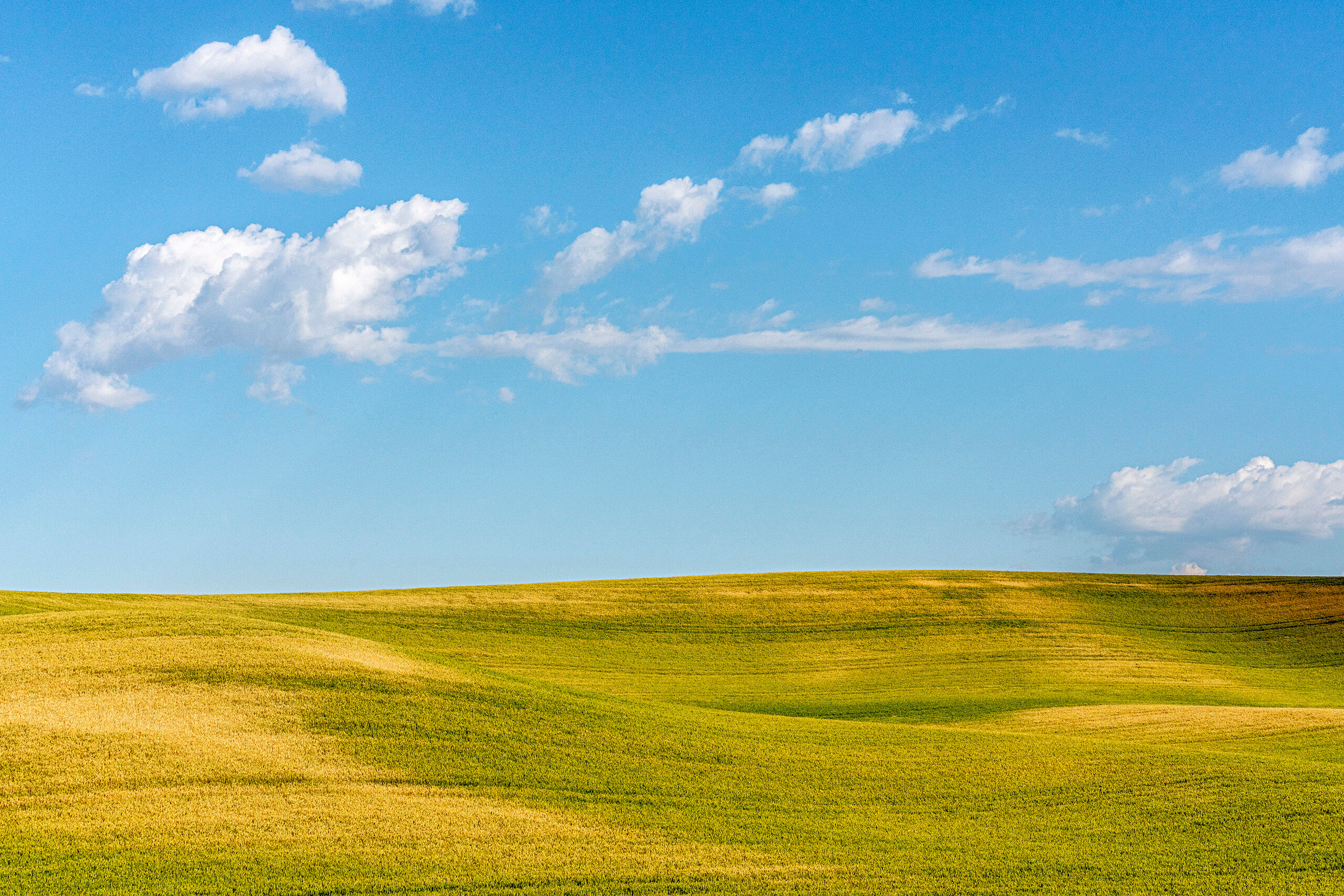 Rolling Farmland What defines “the Palouse” is rather difficult to nail down specifically, but in general terms it refers to the...