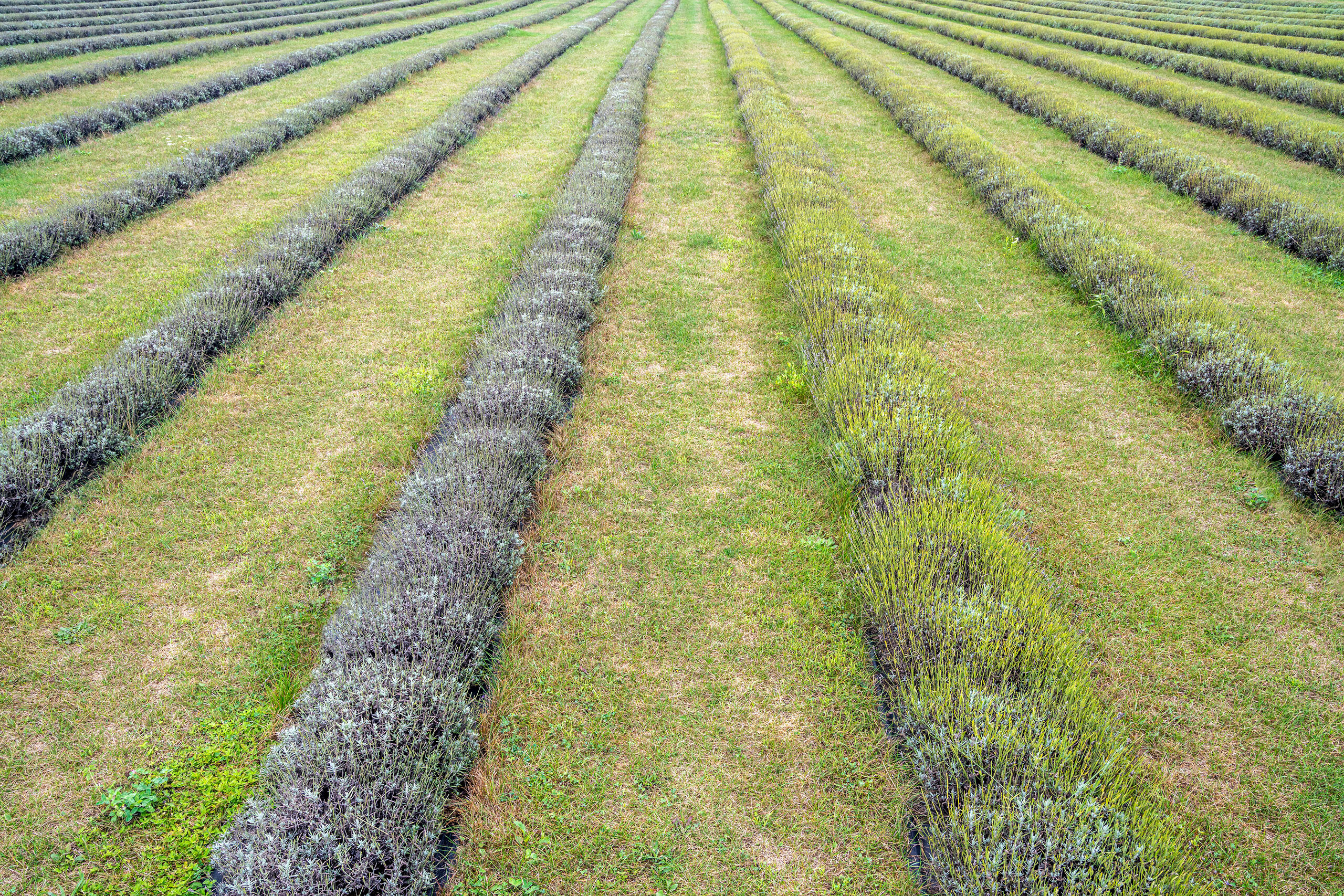 One Day, There Will Be Lavender At the northern end of the Door County, Wisconsin peninsula (it's technically an island, but that's another story) lies Washington...