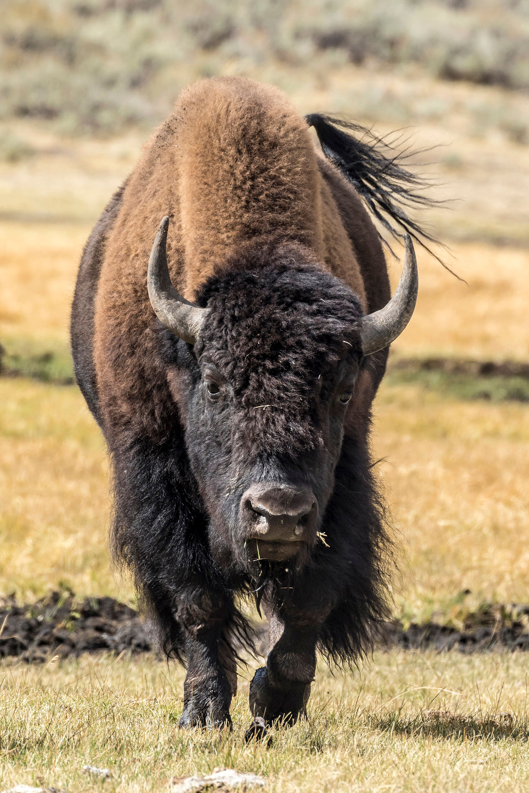 Approaching Bison Yellowstone and Grand Teton National Parks, in northwest Wyoming, are some of the best places in the world to watch wildlife...