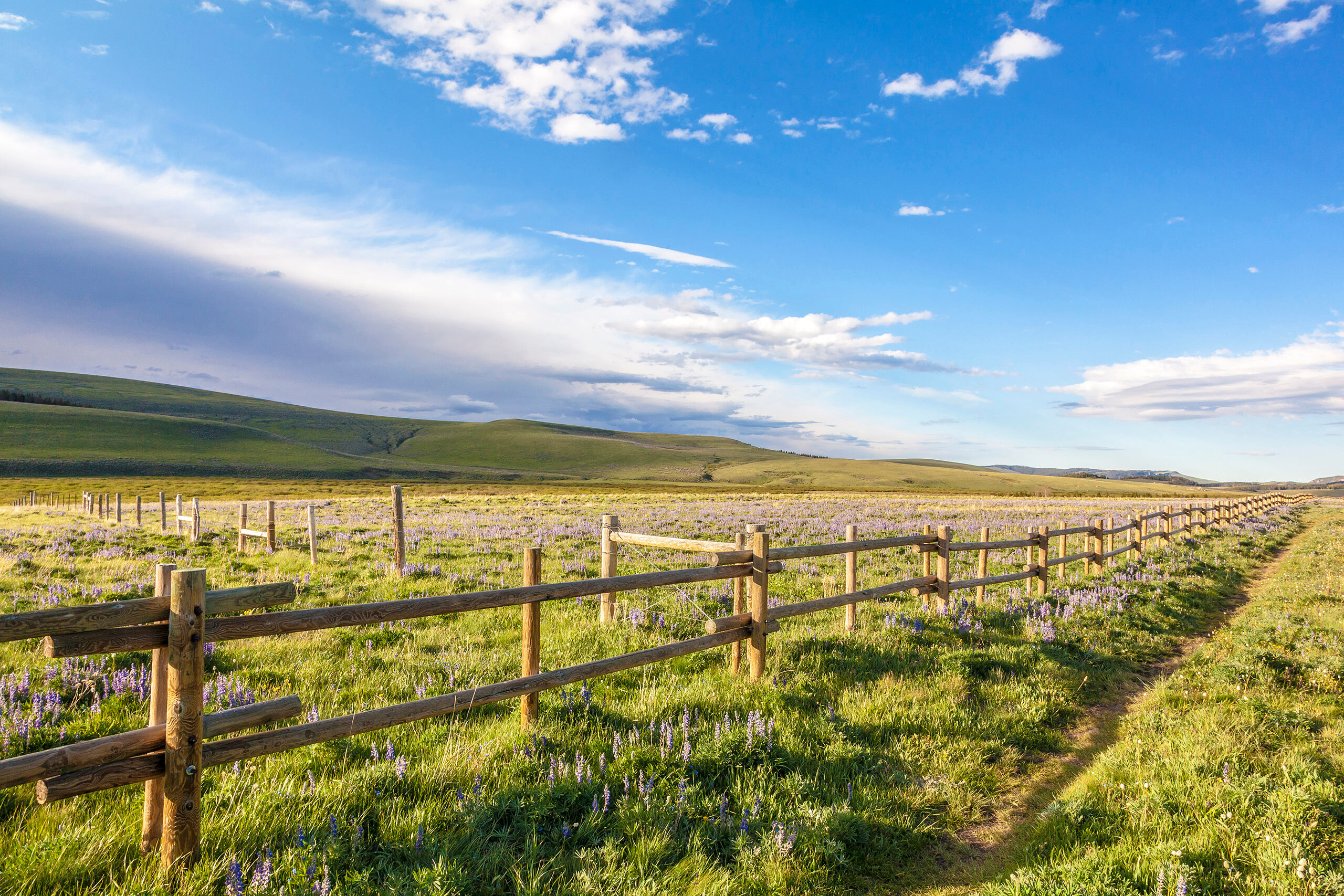 Bighorn Grassland In my opinion, Bighorn National Forest, in north central Wyoming, is under appreciated. It is a mixture of mountainous and plains...