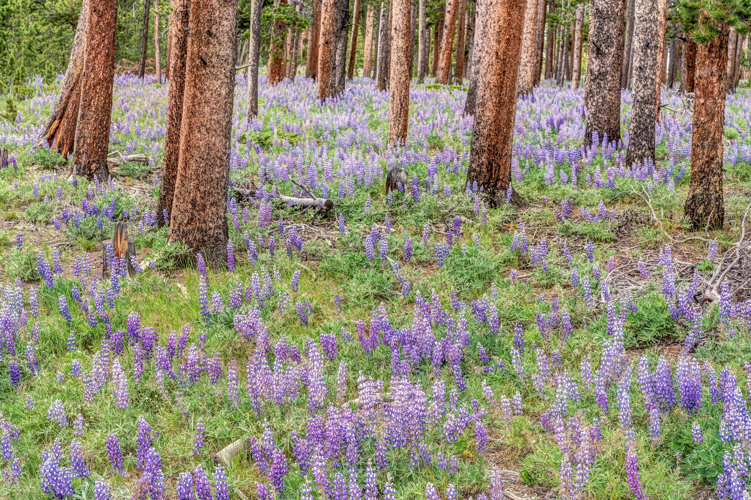 Bighorn National Forest in Bloom Bighorn National Forest, in north-central Wyoming, is a hidden gem. Being a National Forest, as opposed to a National Park, it...