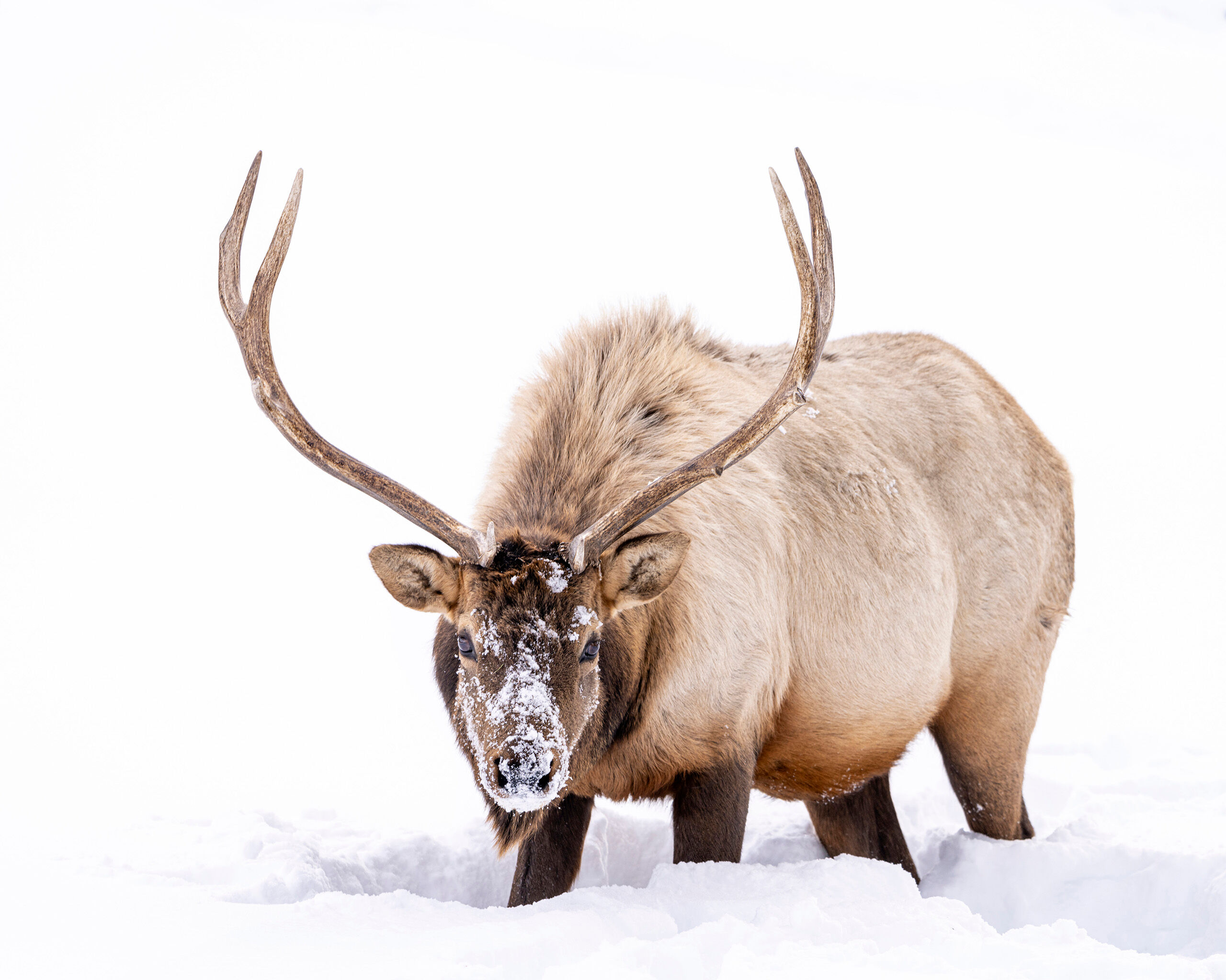 I See You Yellowstone National Park is a wonderful place to visit any time of year. My first winter visit to Yellowstone was in early 2020...