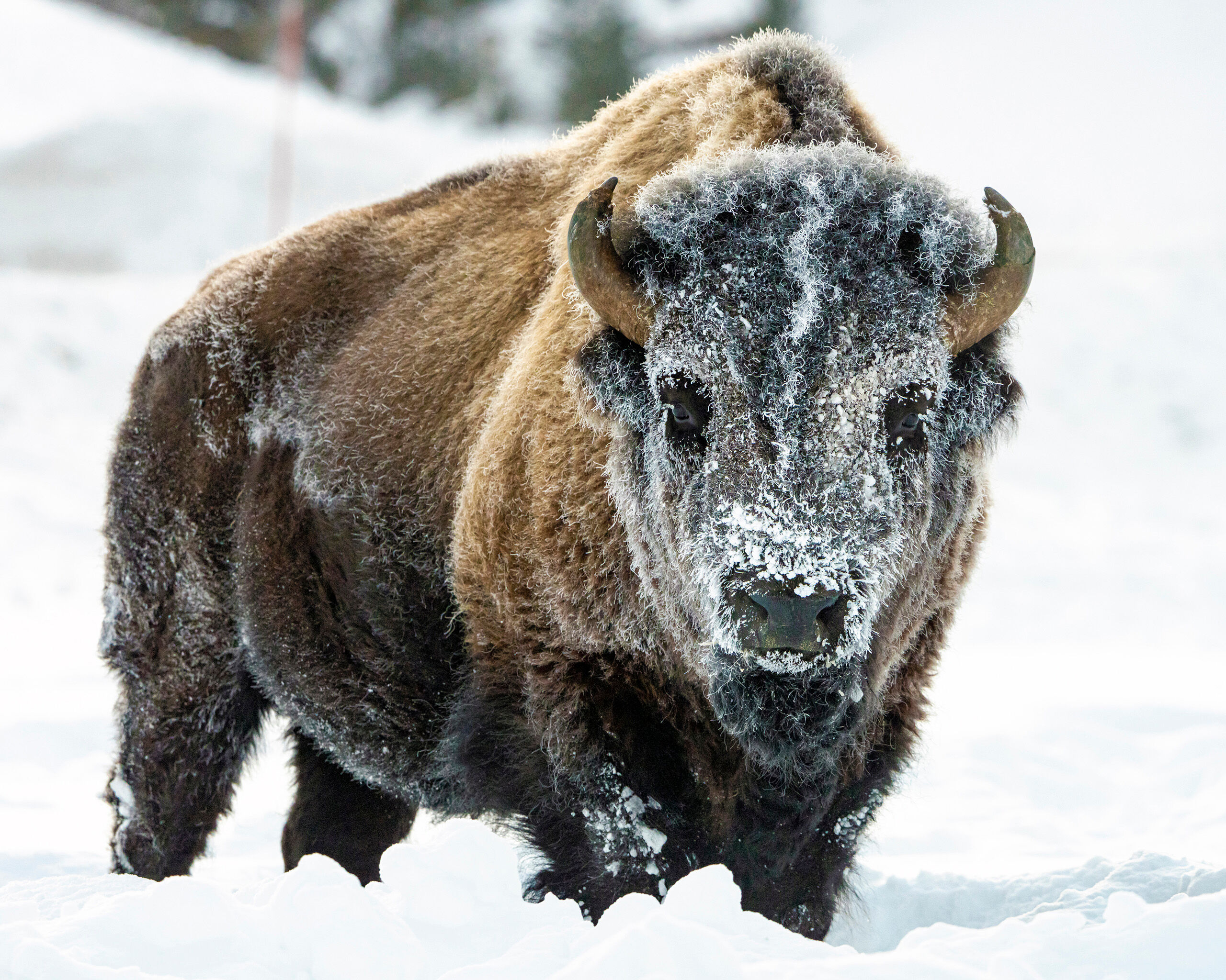 It's a Long Winter I took this photo in Yellowstone National Park in early 2020, and the thermometer in the car I arrived in read twenty degrees...