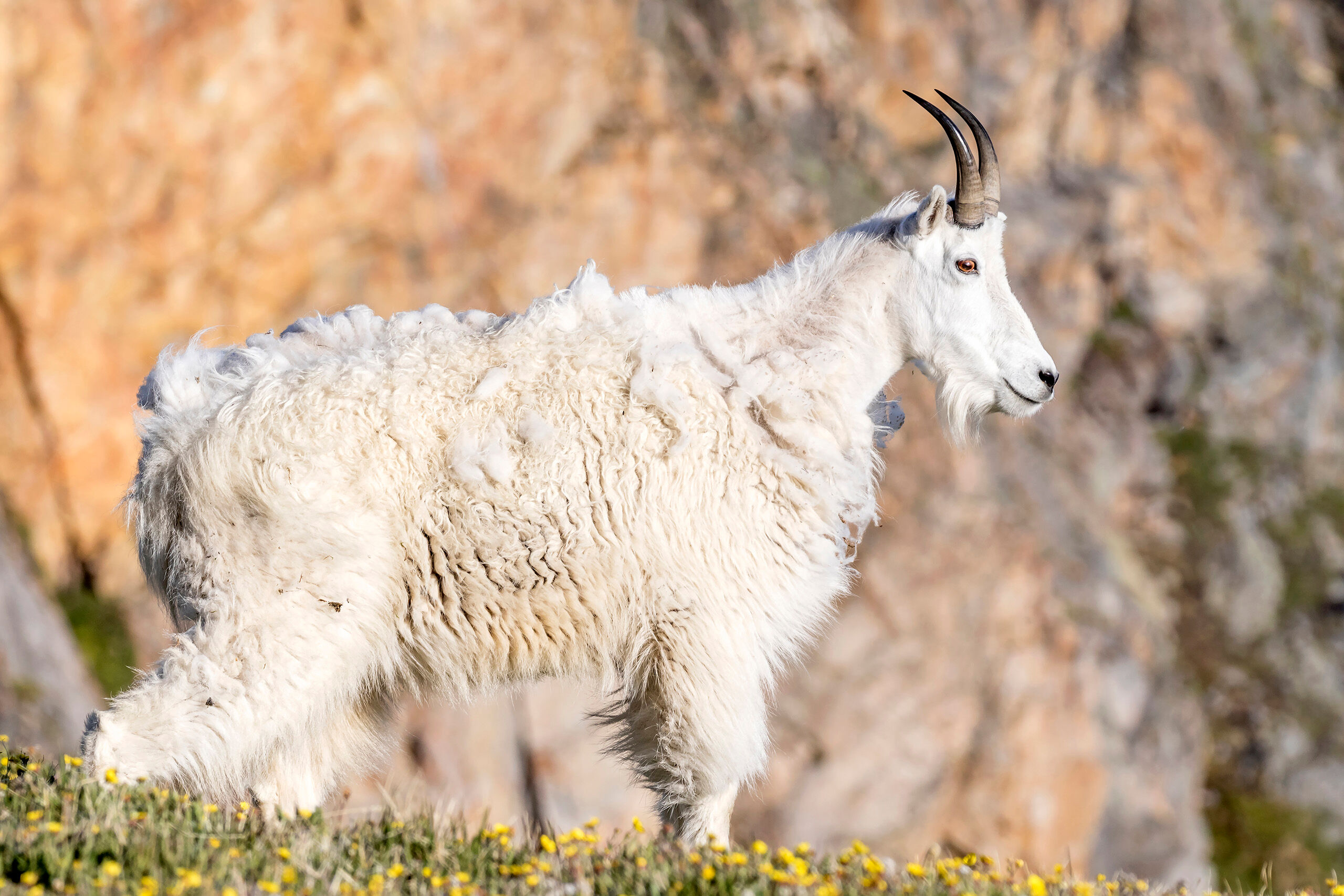 Mountain Goat 2 On July 4, 2017, I was treated to a rare and memorable experience. After taking some sunrise photos in the Beartooth Range of...