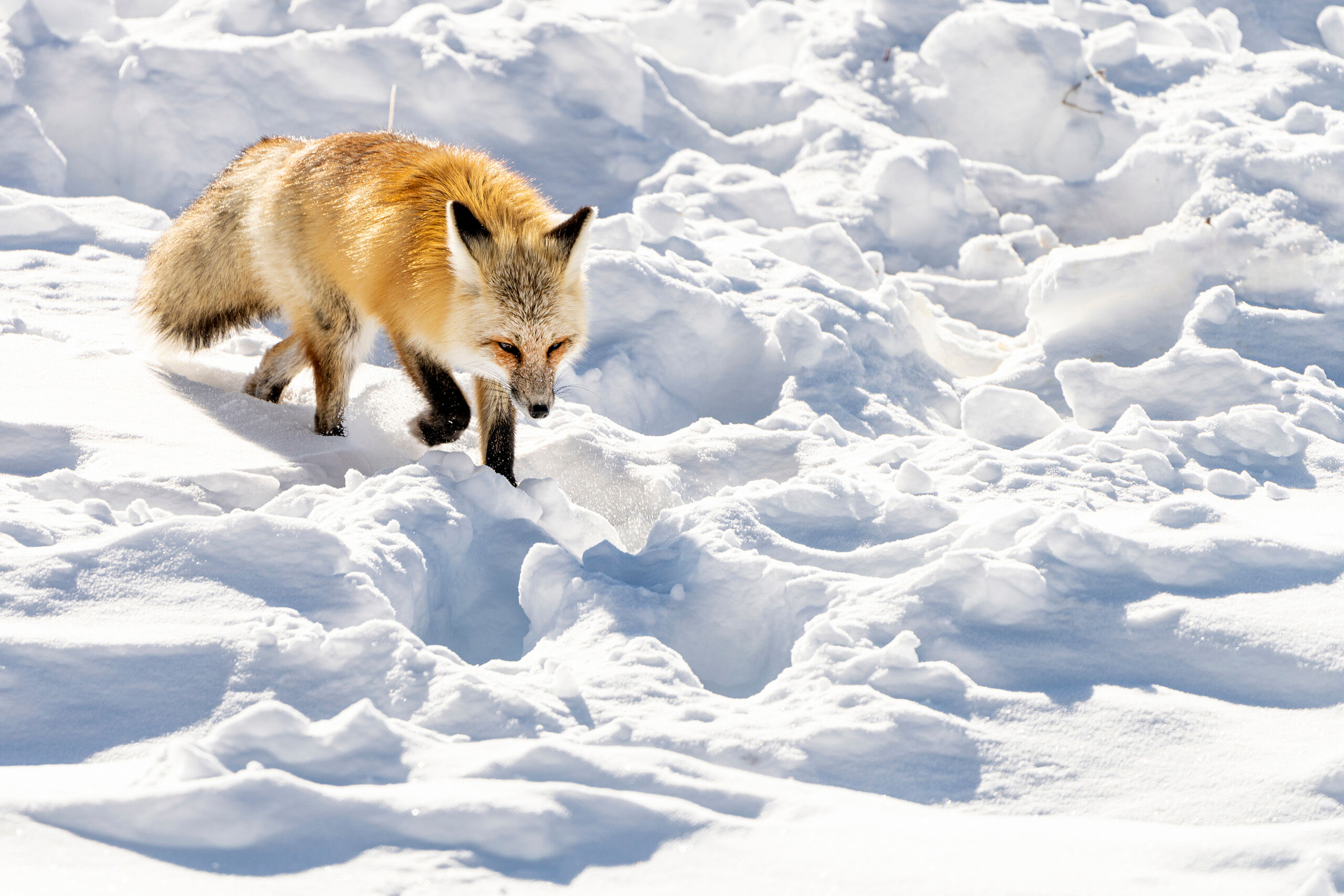 On the Hunt Yellowstone National Park is a wonderful place to visit any time of year. My first winter visit to Yellowstone was in early 2020...