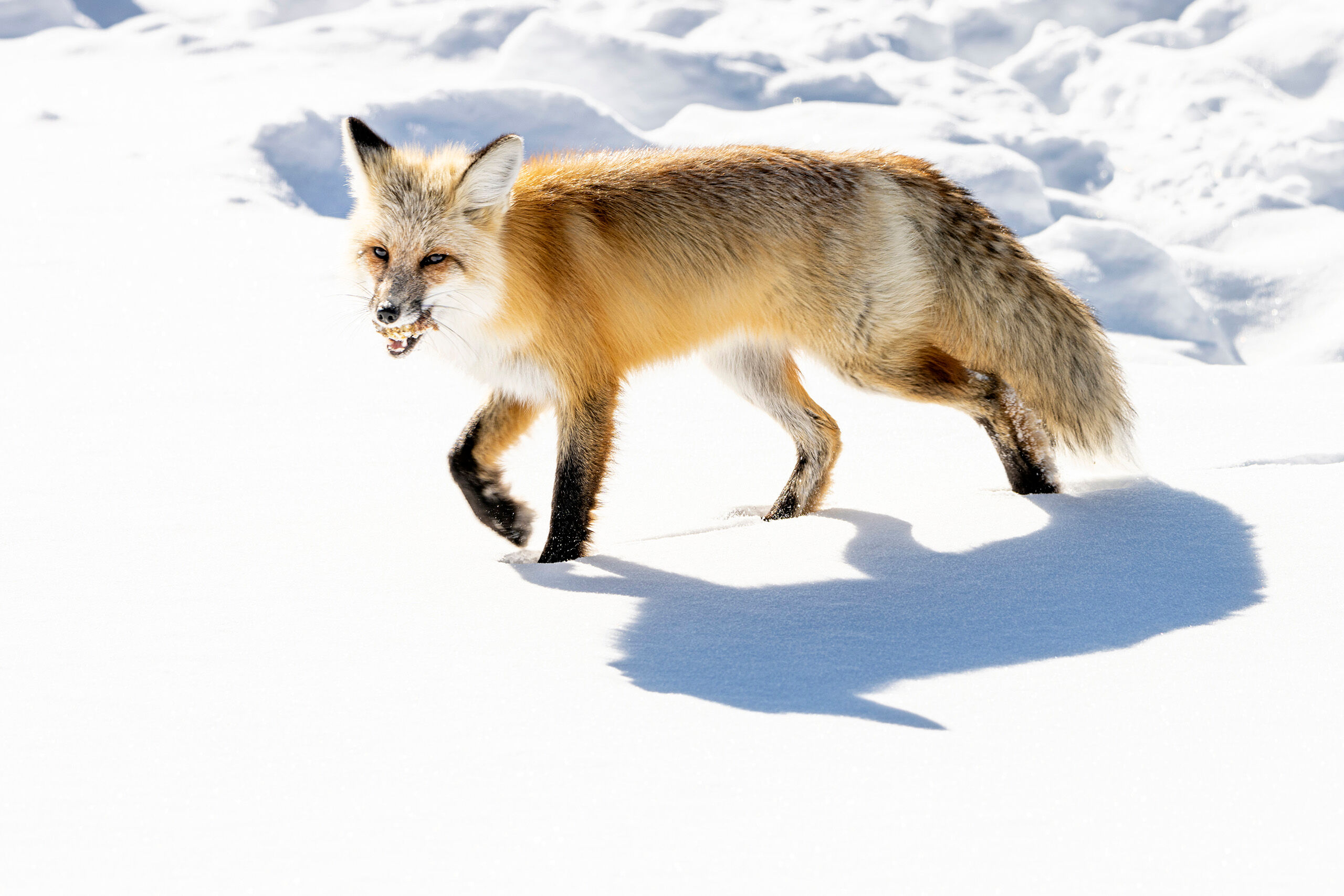 Wintertime Snack Yellowstone National Park is a wonderful place to visit any time of year. My first winter visit to Yellowstone was in early 2020...