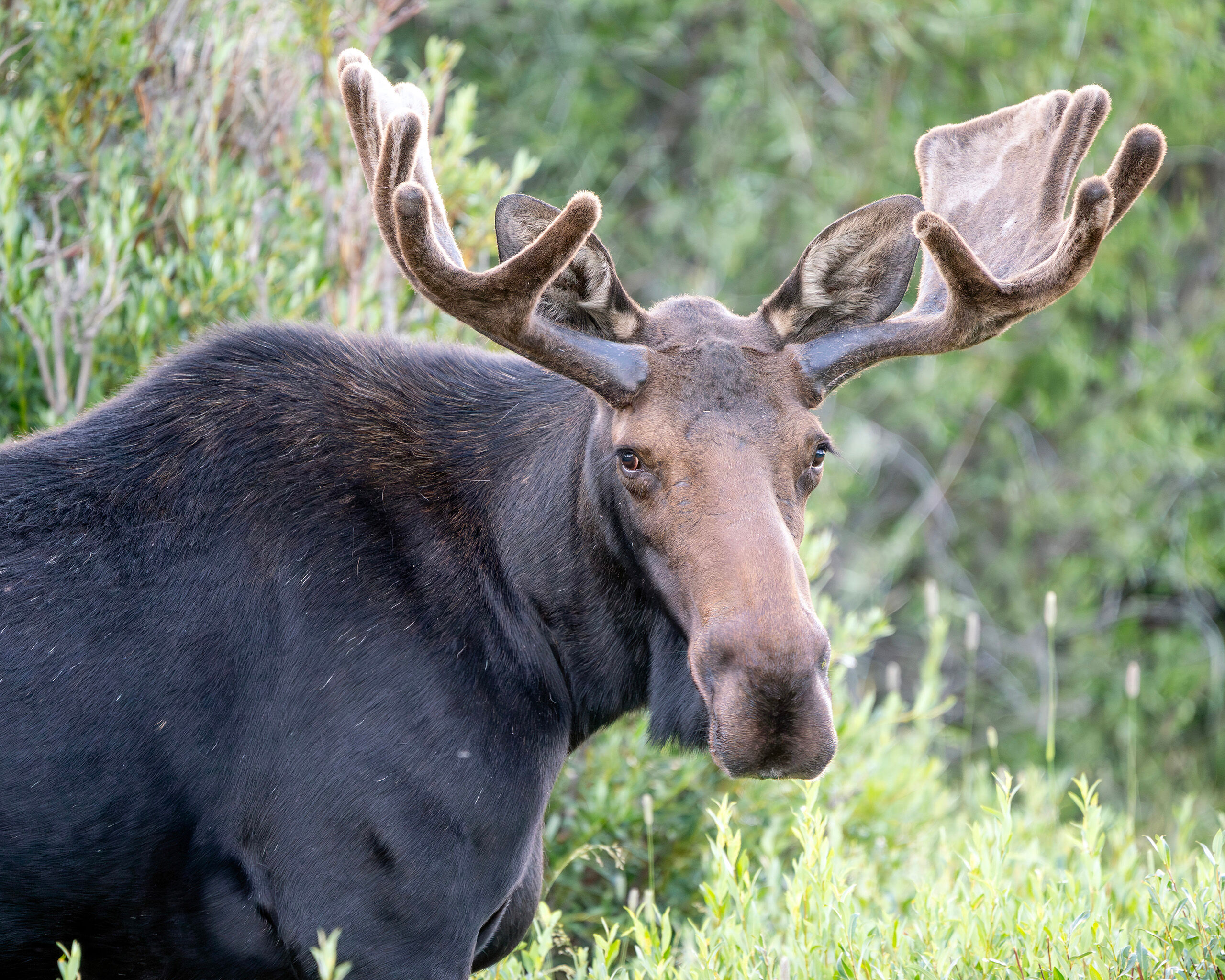 Young Bull Moose Close Up I was driving across the country in the summer of 2025, and ended up camping in the beautiful Medicine Bow-Routt National Forest...